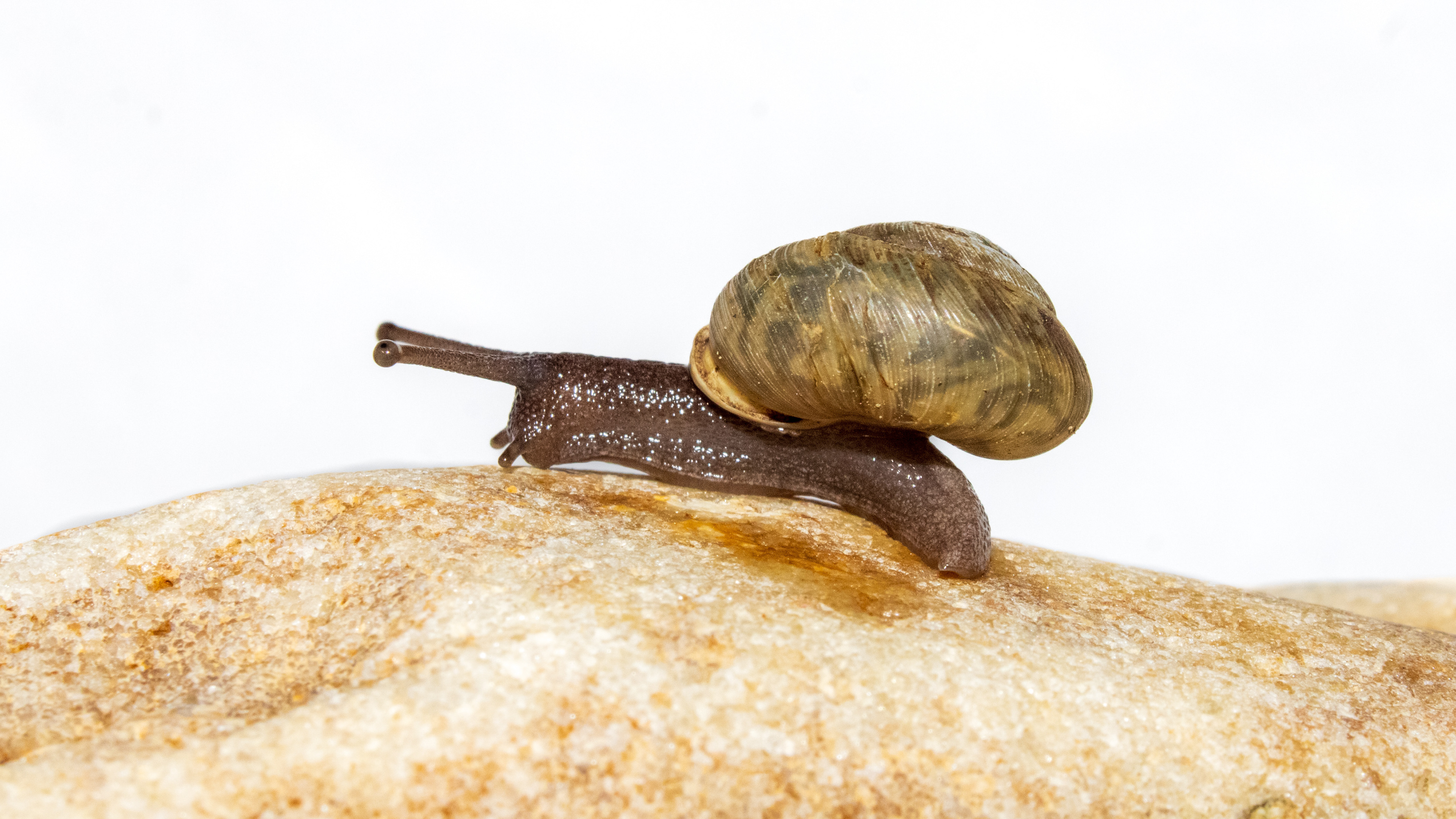 Texas Oval (Patera roemeri) #00006