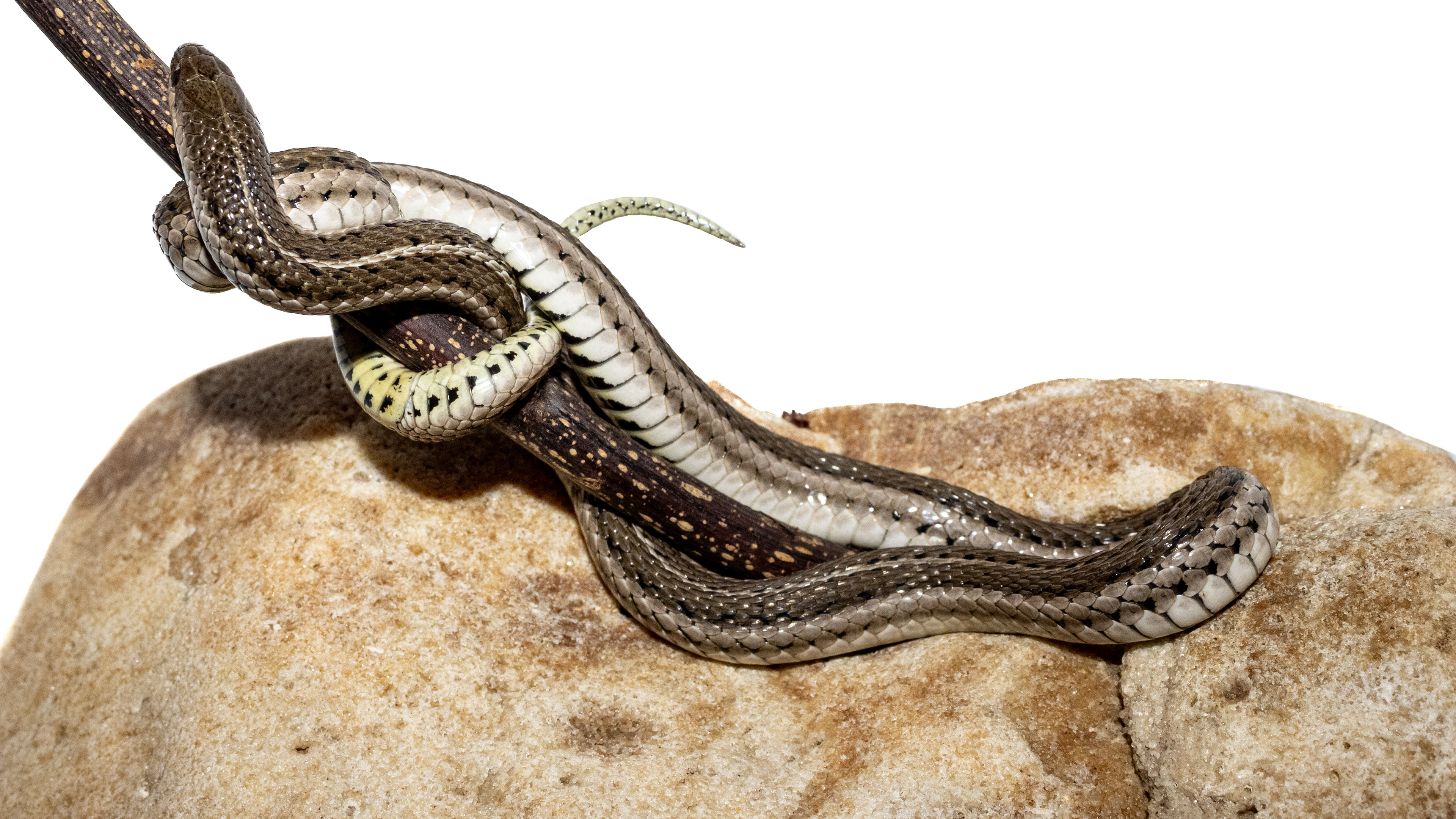 Lined Snake (Tropidoclonion lineatum) #00015