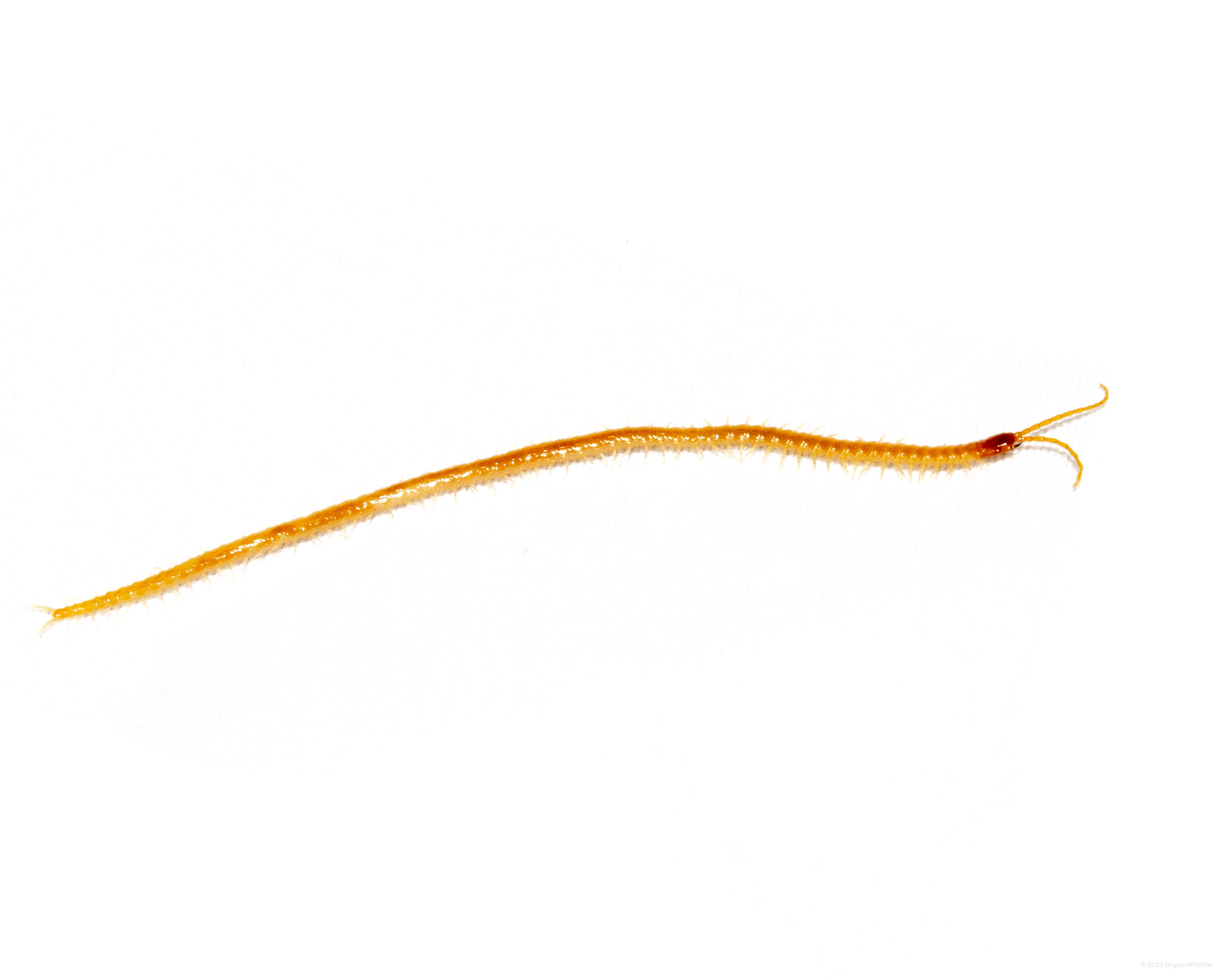 Soil Centipedes (Order Geophilomorpha) #00022