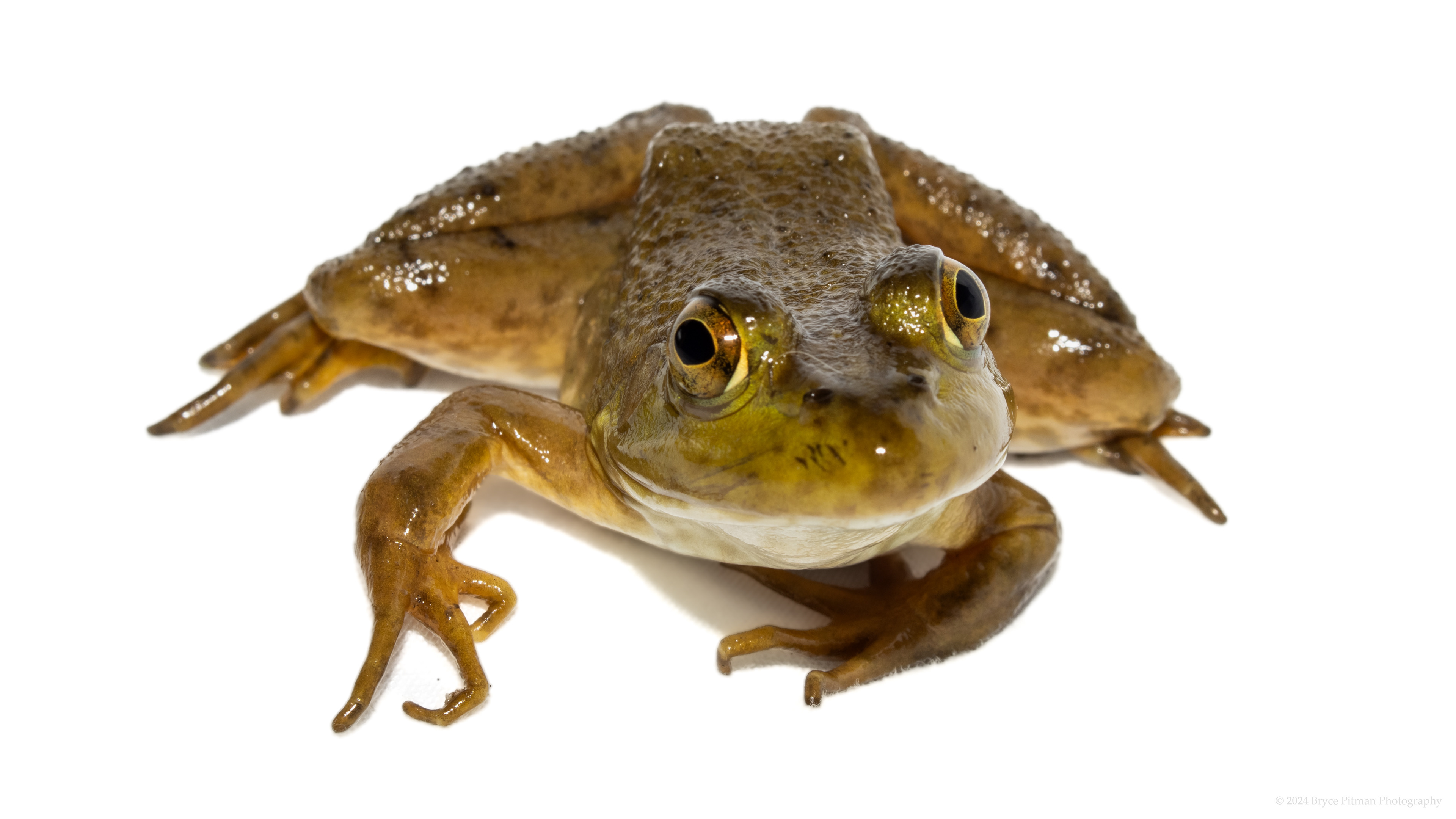 American Bullfrog (Lithobates catesbeianus) #00004