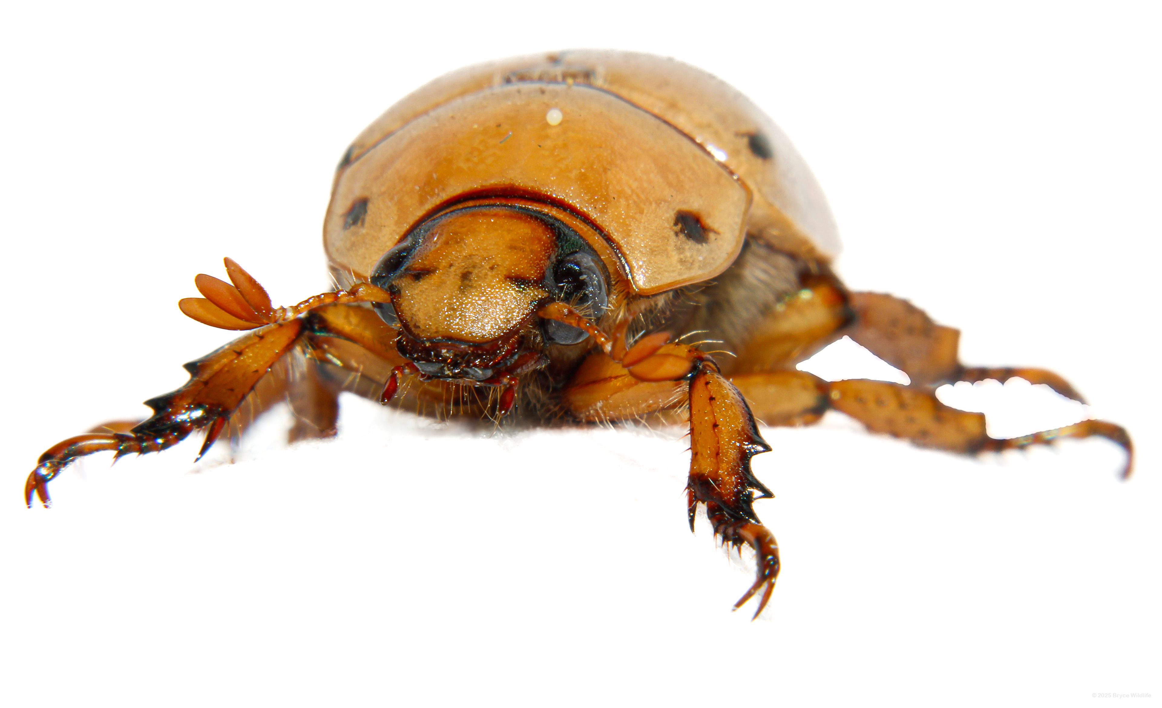 Grapevine Beetle (Pelidnota punctata) #00017