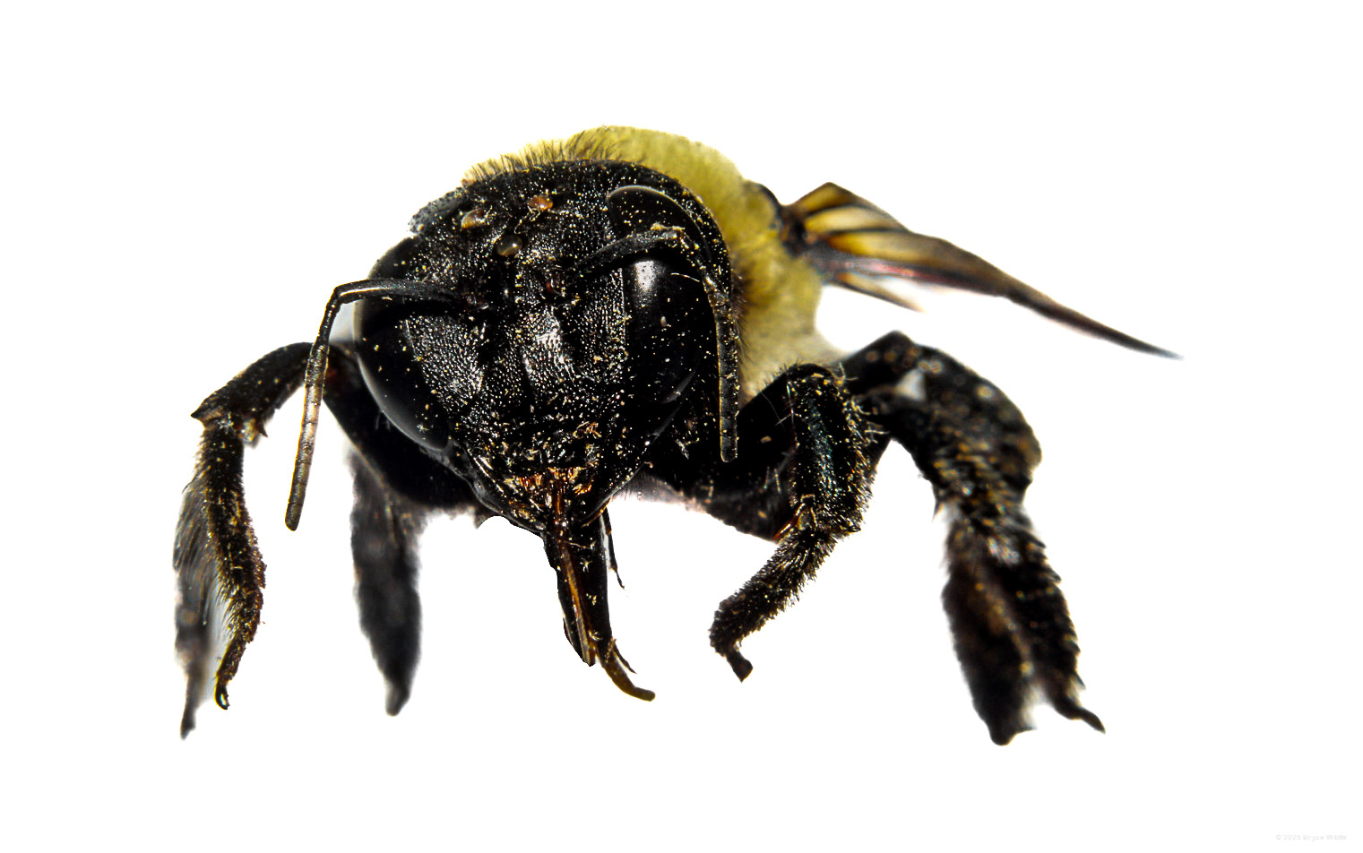 Eastern Carpenter Bee (Xylocopa virginica) #00020