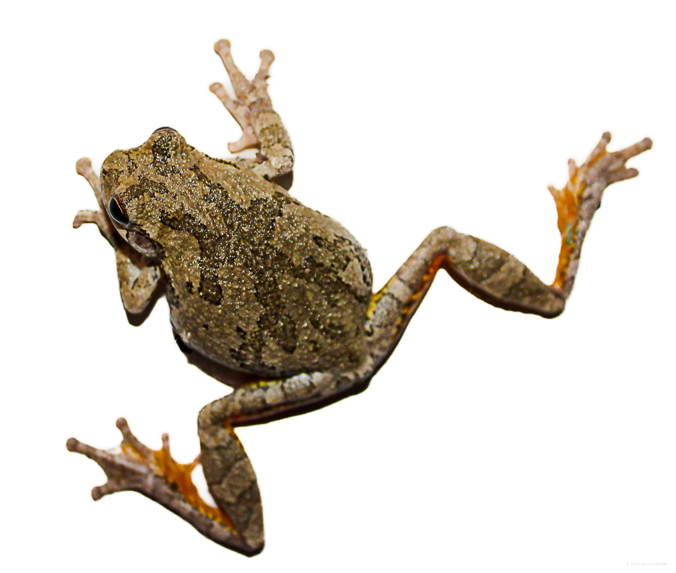 Gray Treefrog (Complex Hyla versicolor) #00019
