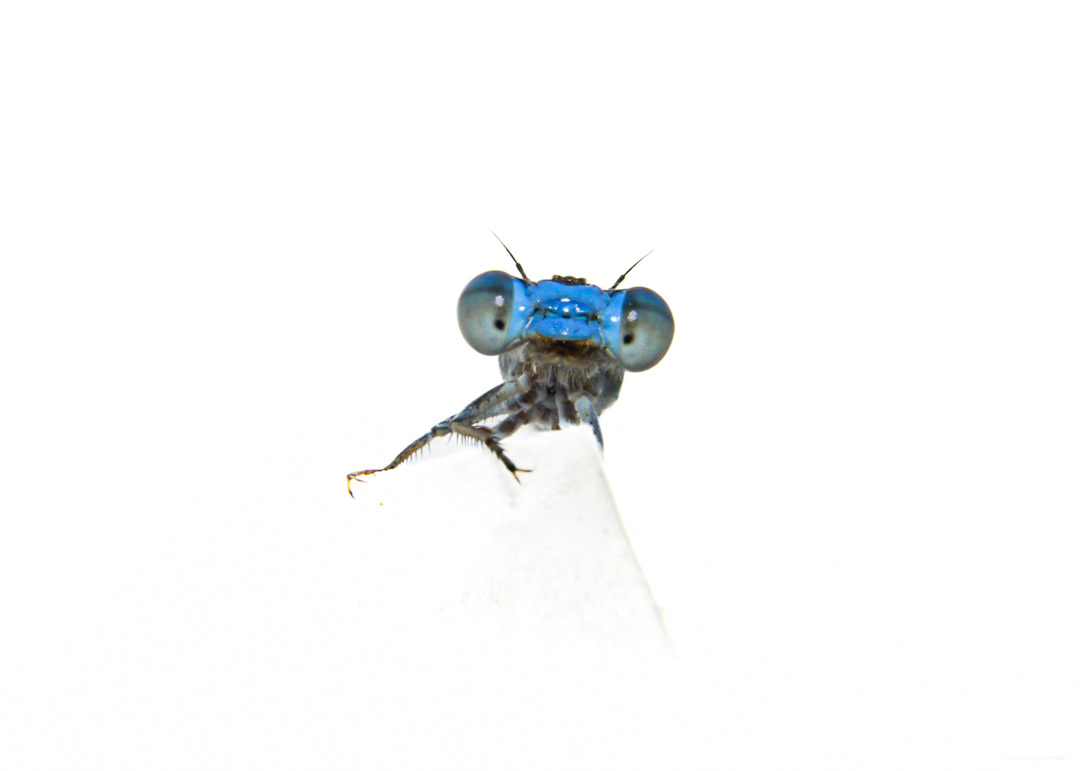 Damselflies (Suborder Zygoptera) #00016