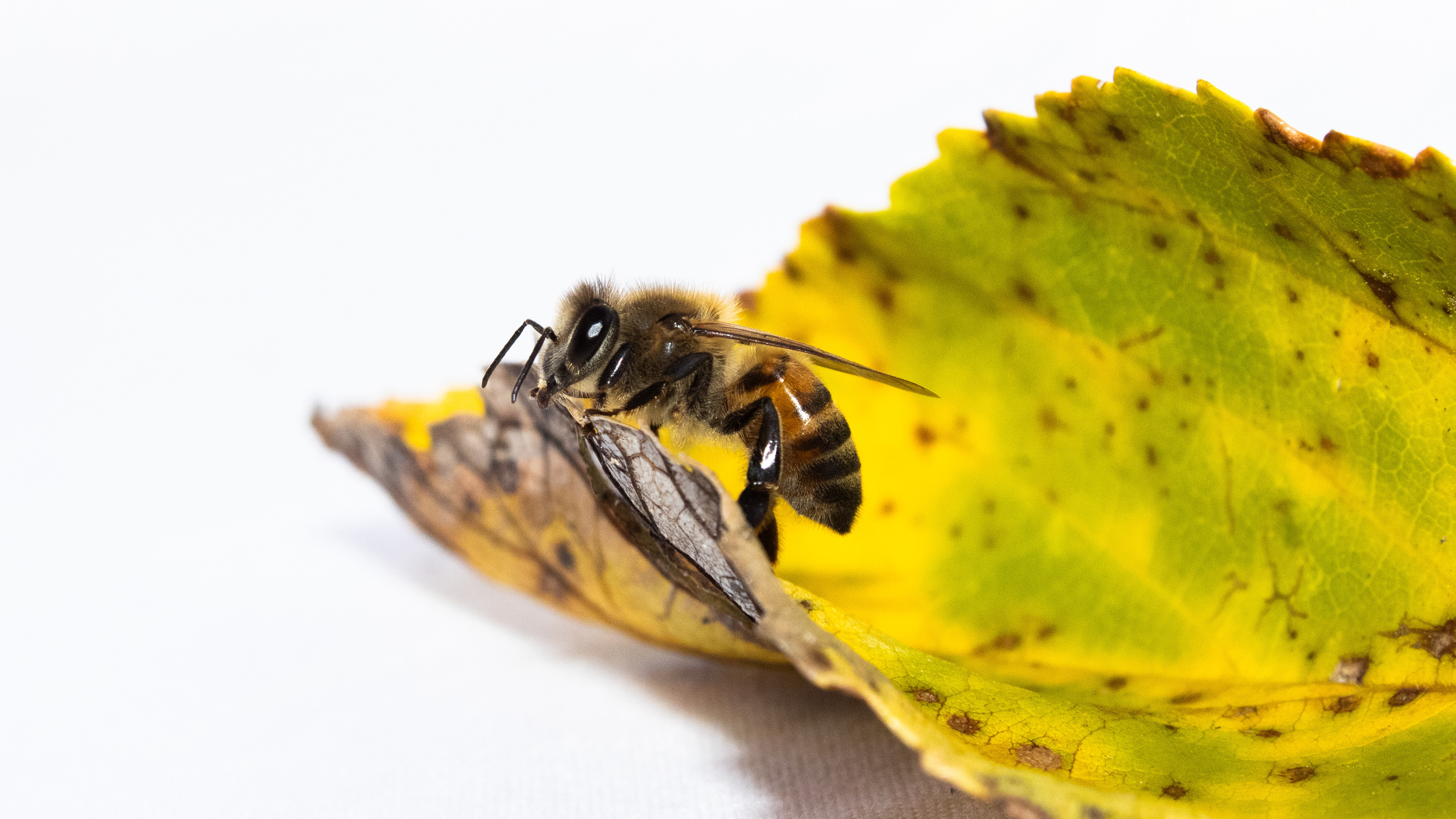 Western Honey Bee (Apis mellifera) #00007
