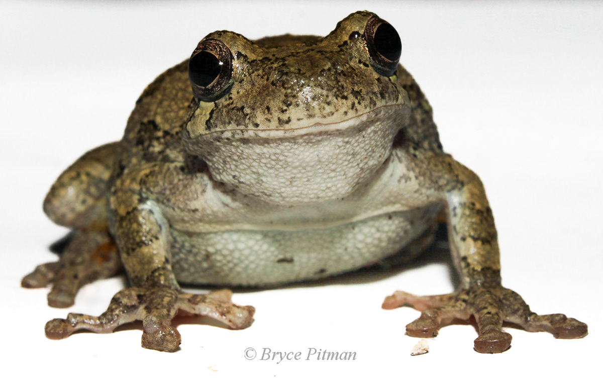 Gray Treefrog (Complex Hyla versicolor) #00023