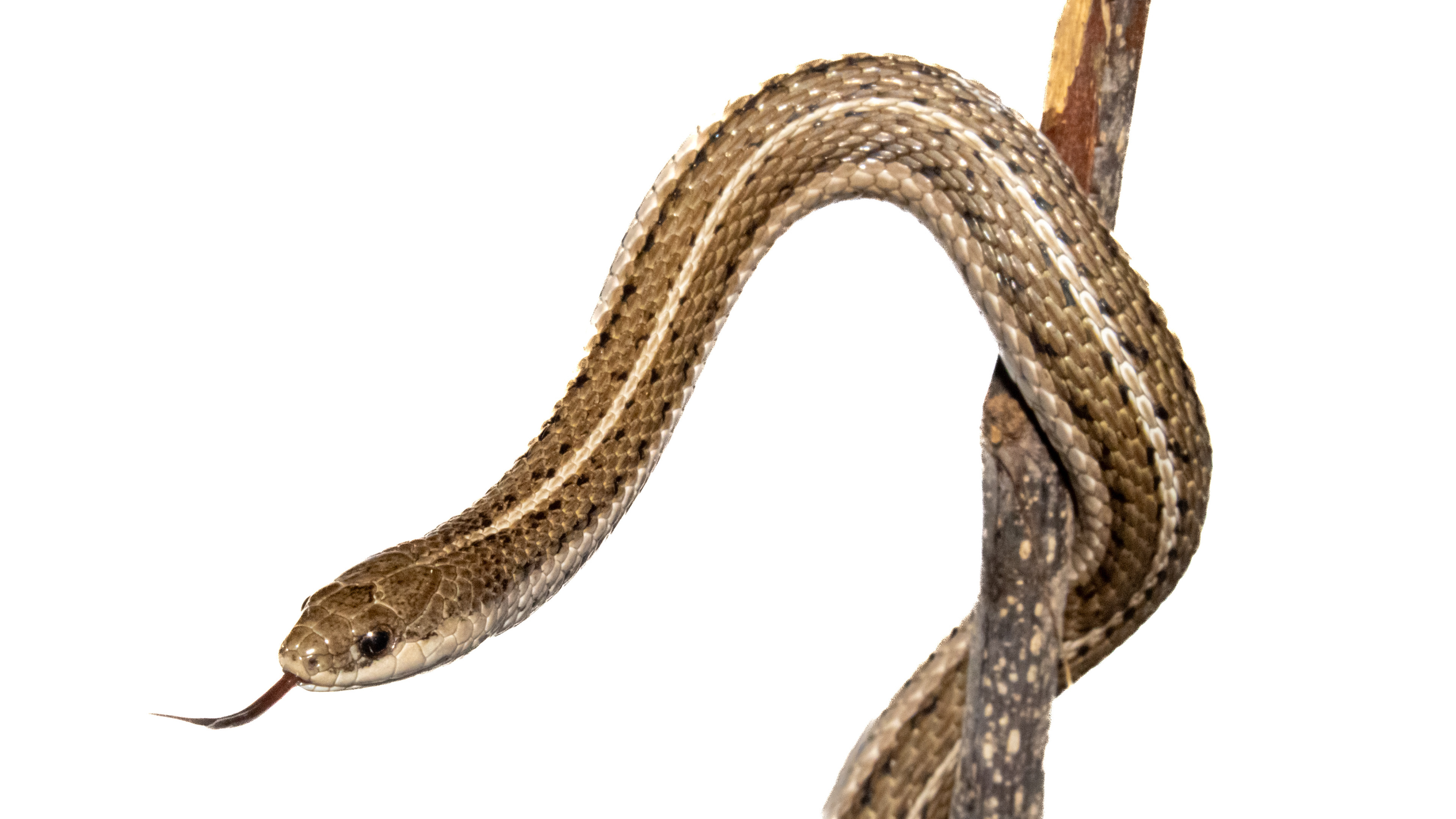 Lined Snake (Tropidoclonion lineatum) #00011