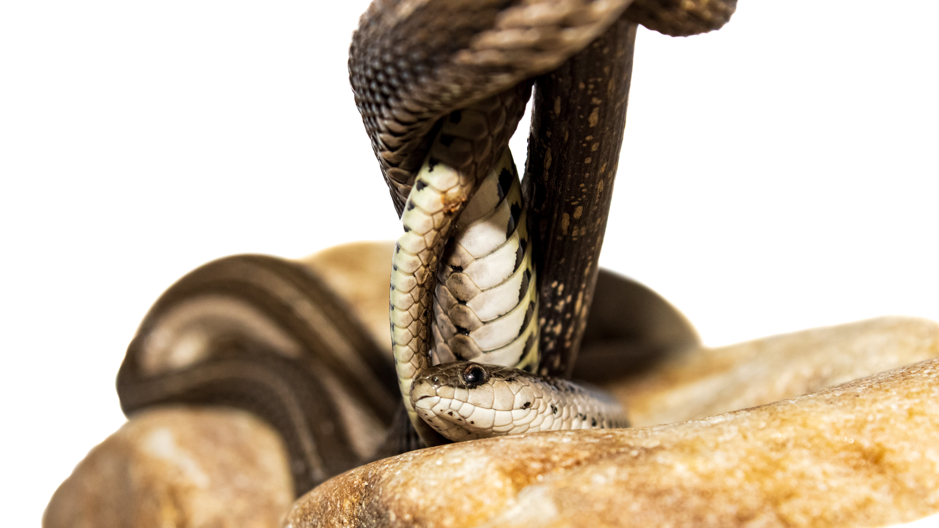 Lined Snake (Tropidoclonion lineatum) #00013