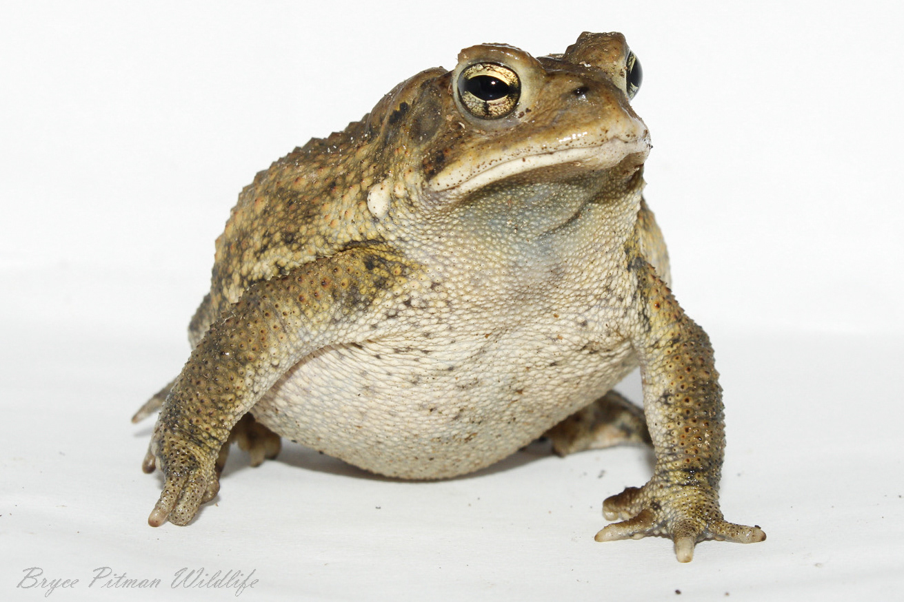 North American Toad (Genus Anaxyrus) #00024