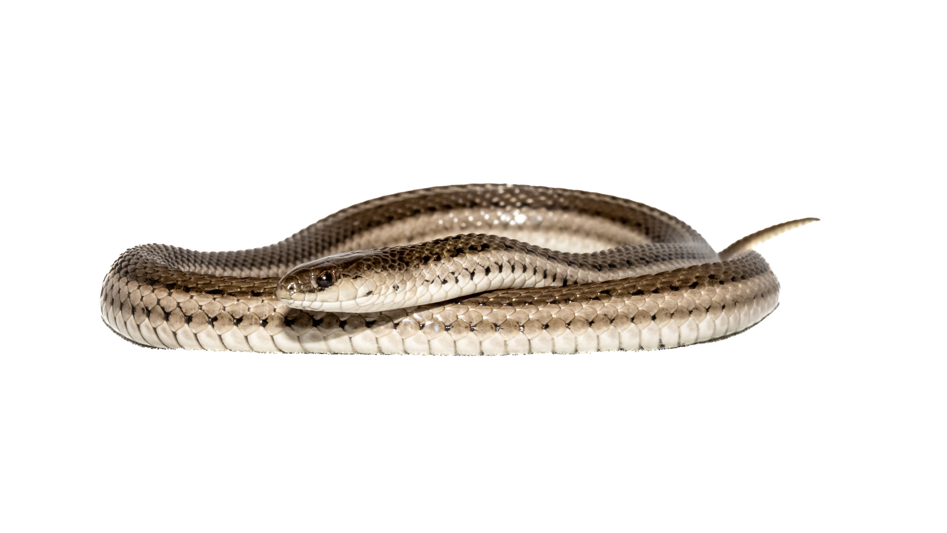 Lined Snake (Tropidoclonion lineatum) #00009