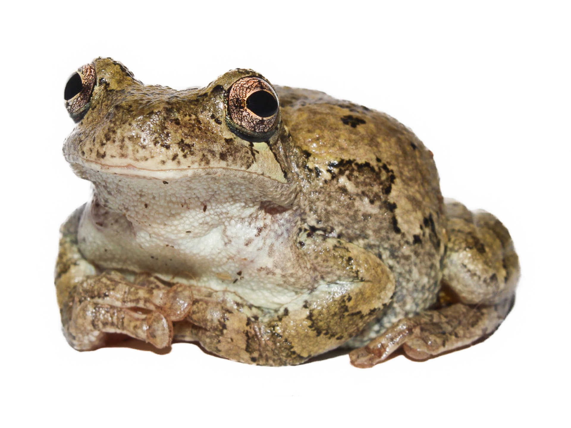 Gray Treefrog  (Complex Hyla versicolor) #00026