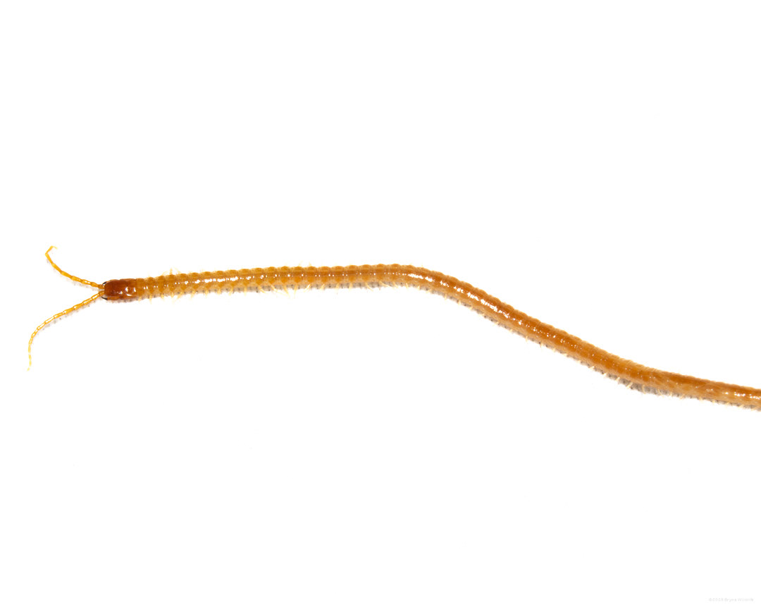 Soil Centipedes (Order Geophilomorpha) #00021
