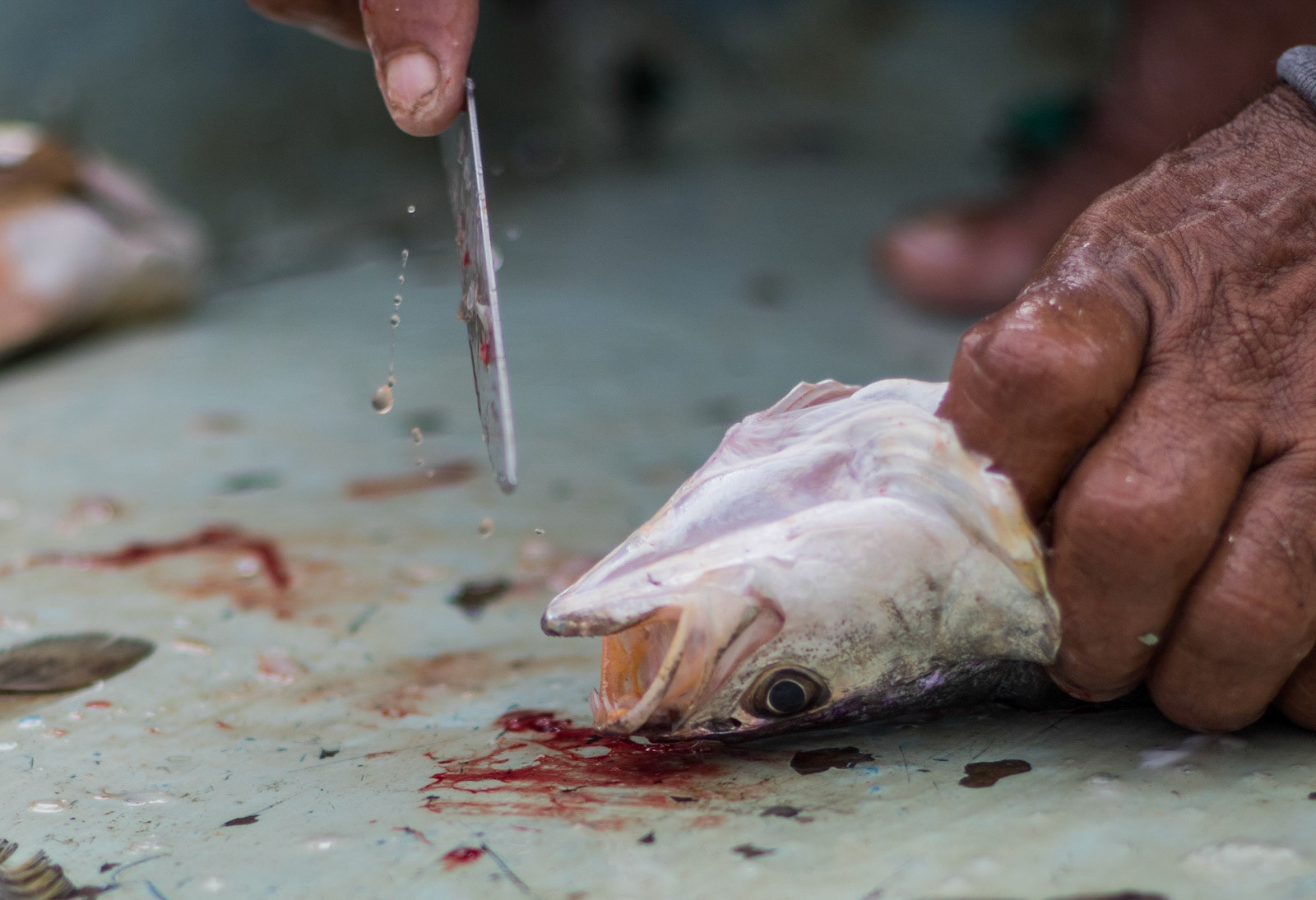 Umaña says the size of fish has gotten smaller over the years.