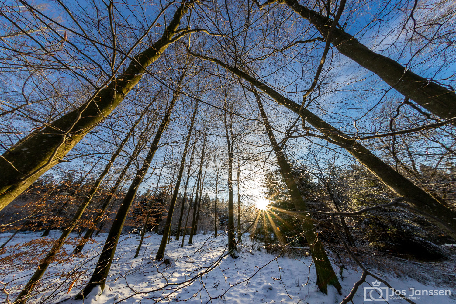 Bomen (Sony A7III)