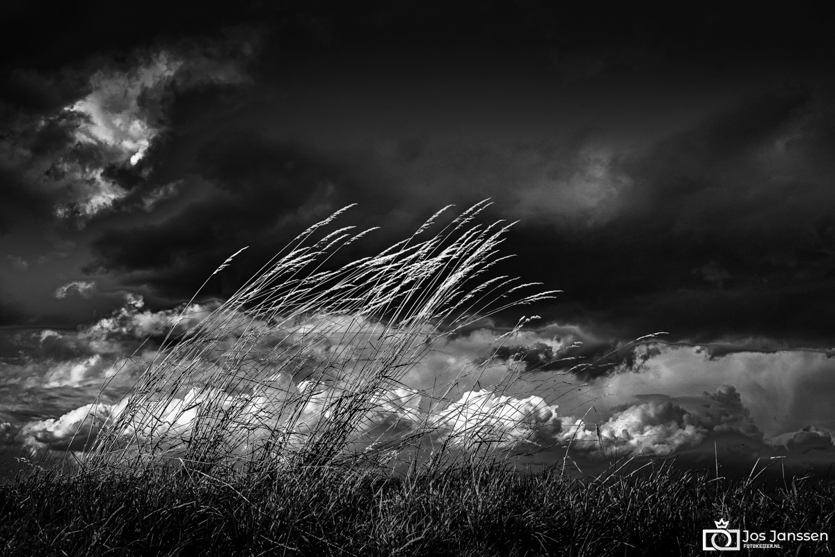 Graankolven (Sony Rx100 VII)