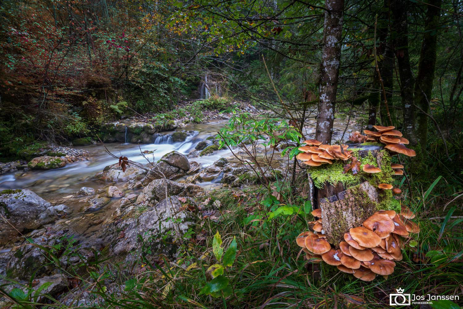 Paddenstoelen bij beekje (Sony A7III}