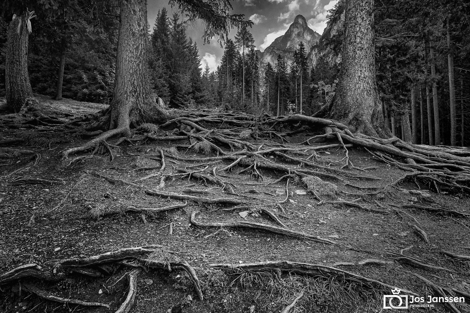 Wortels van bomen rondom Lago di Braies (Sony A7III)