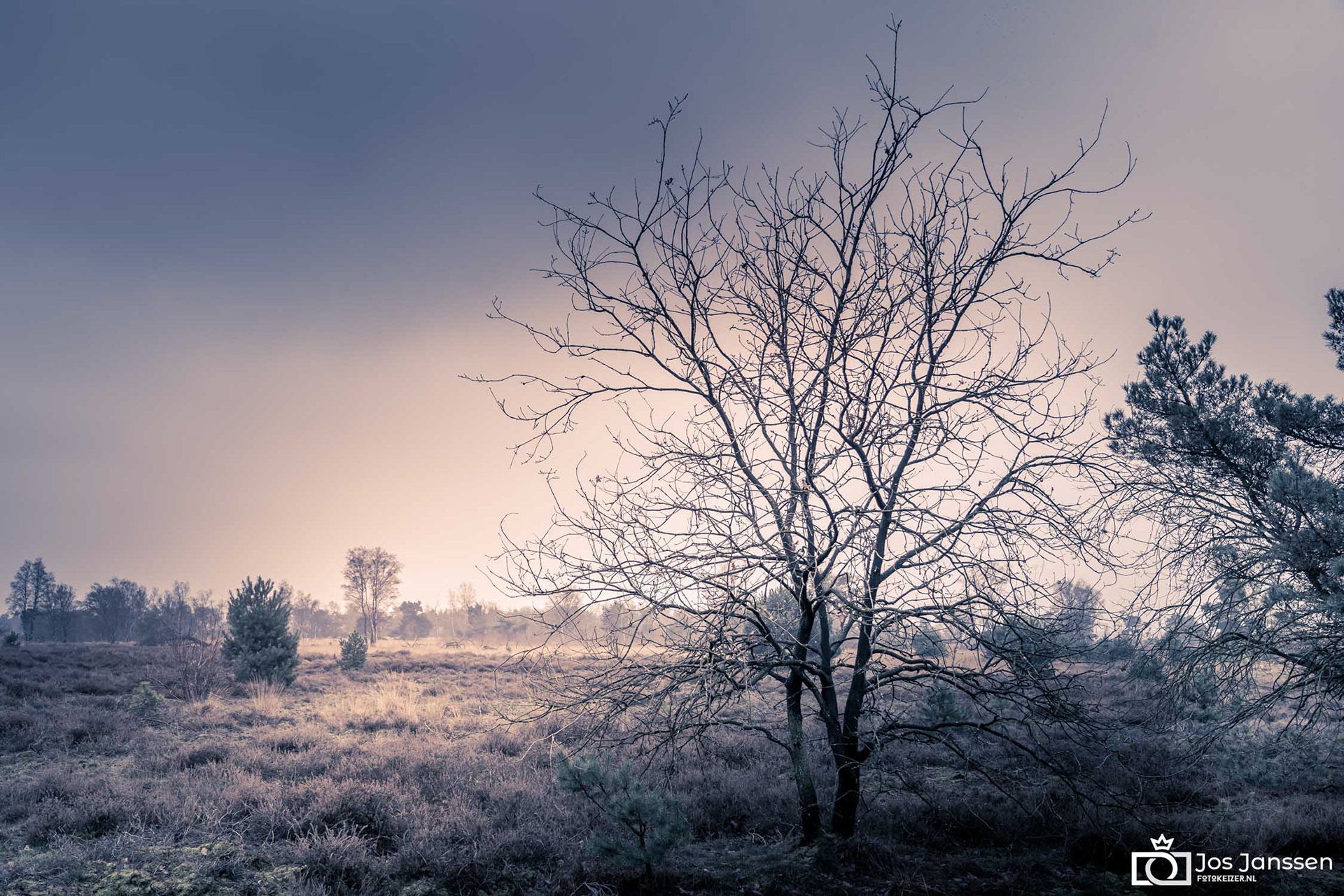 Heide bij Mierlo. (Sony A7III)