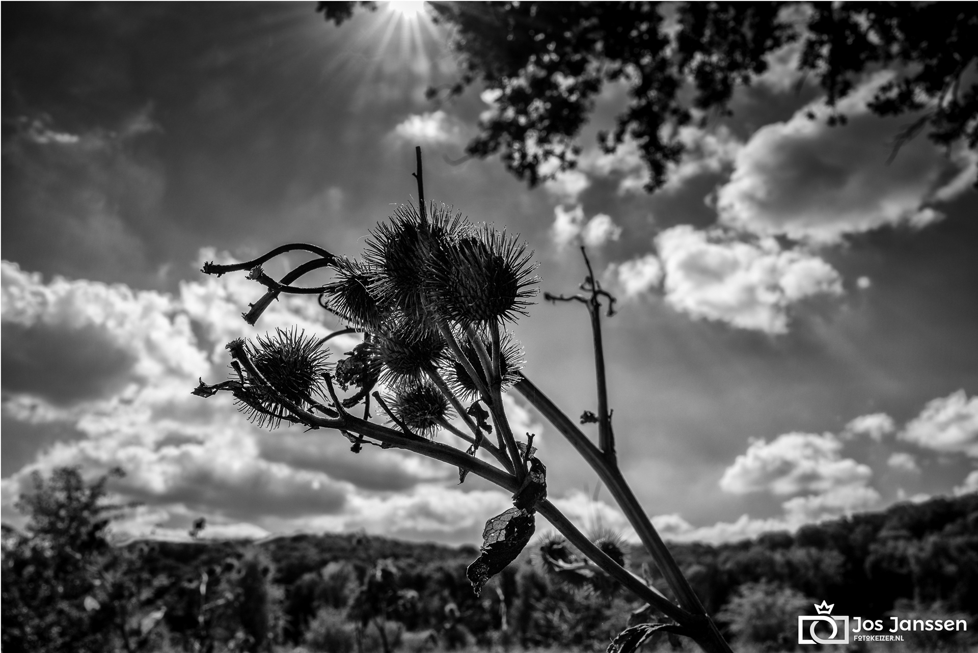 Plant in Limburgs landschap (Leica Q2 Monochrome)