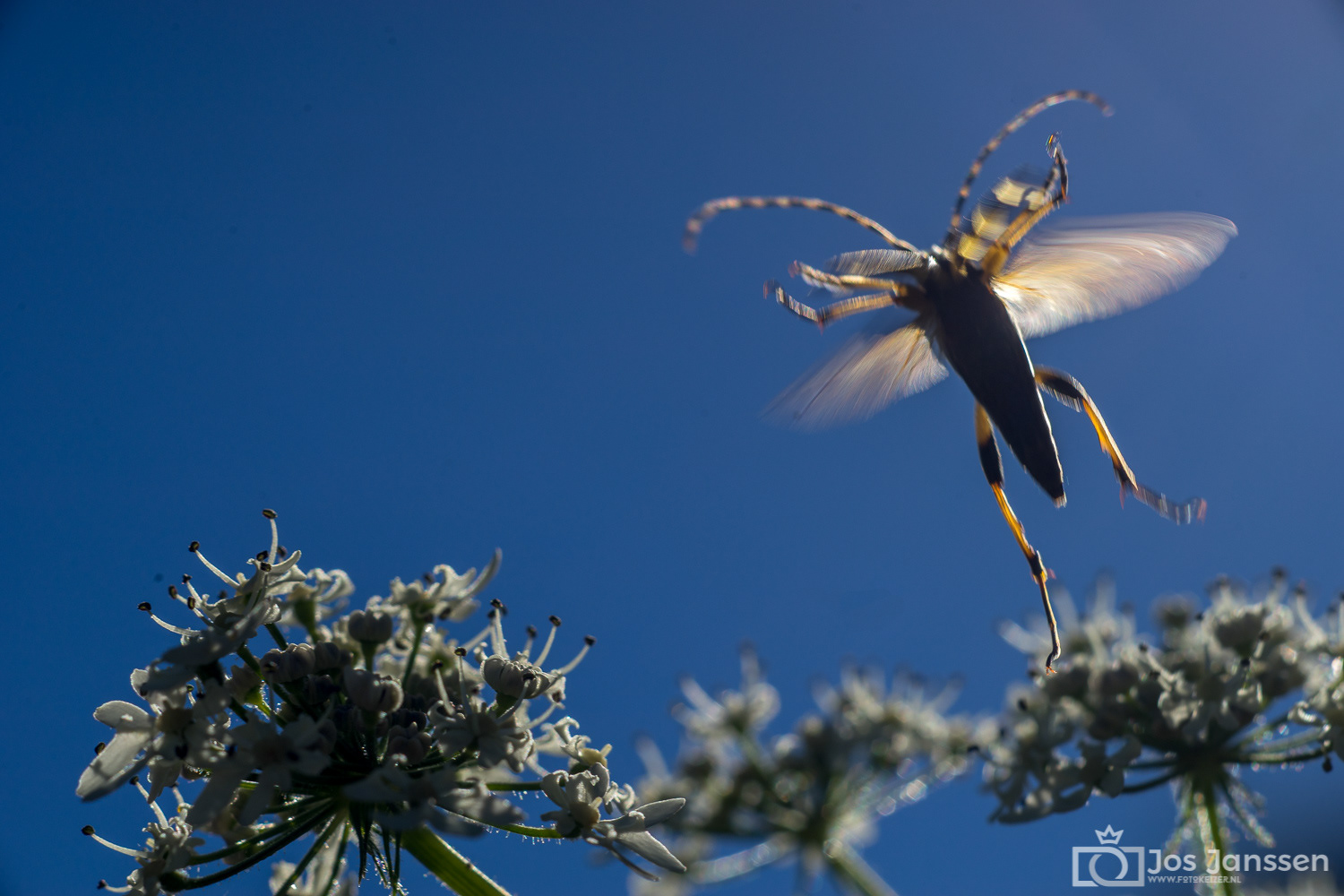 Springend insect (Sony A7II)