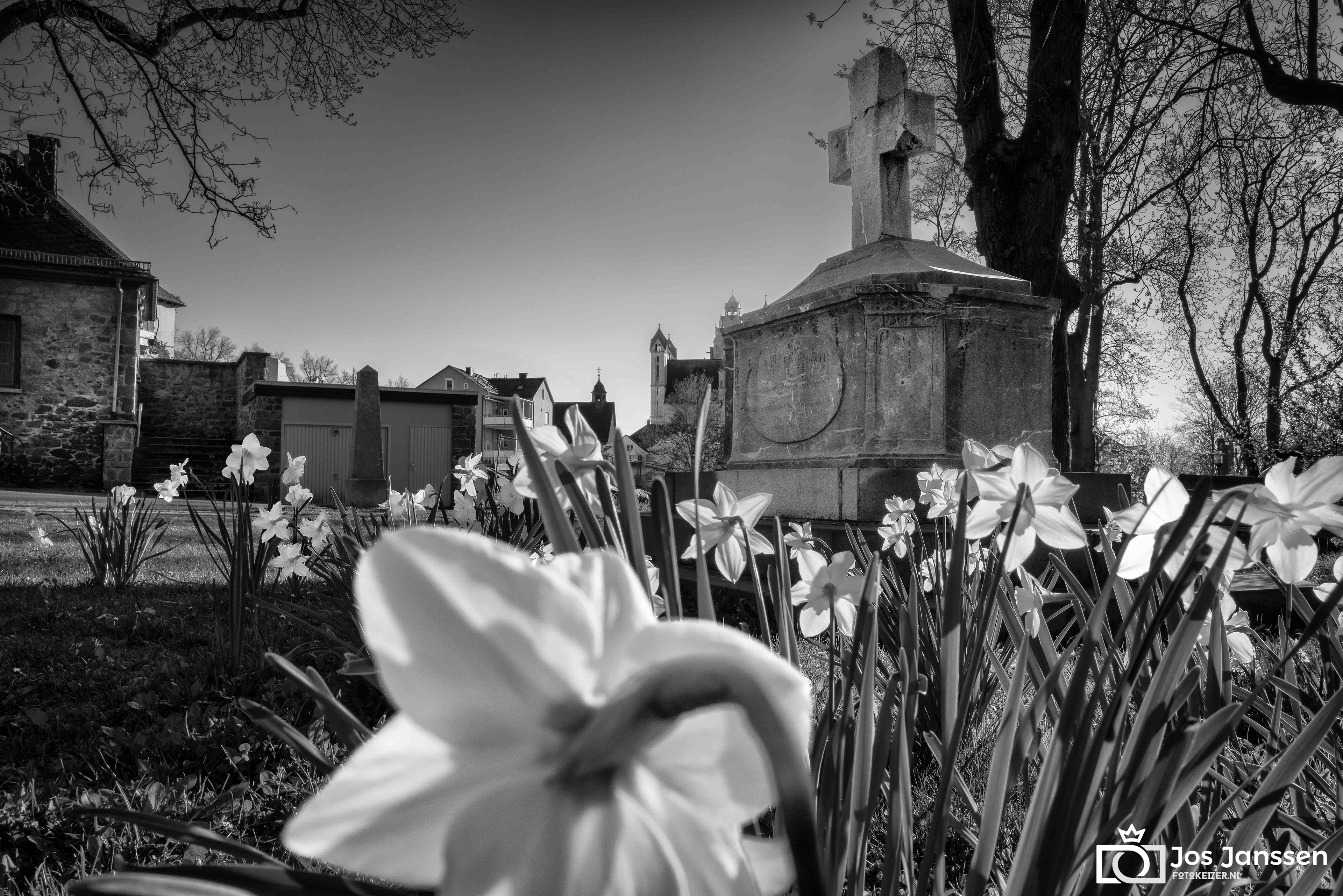 Grafmonument met narcissen (Leica Q2 Monochrome)