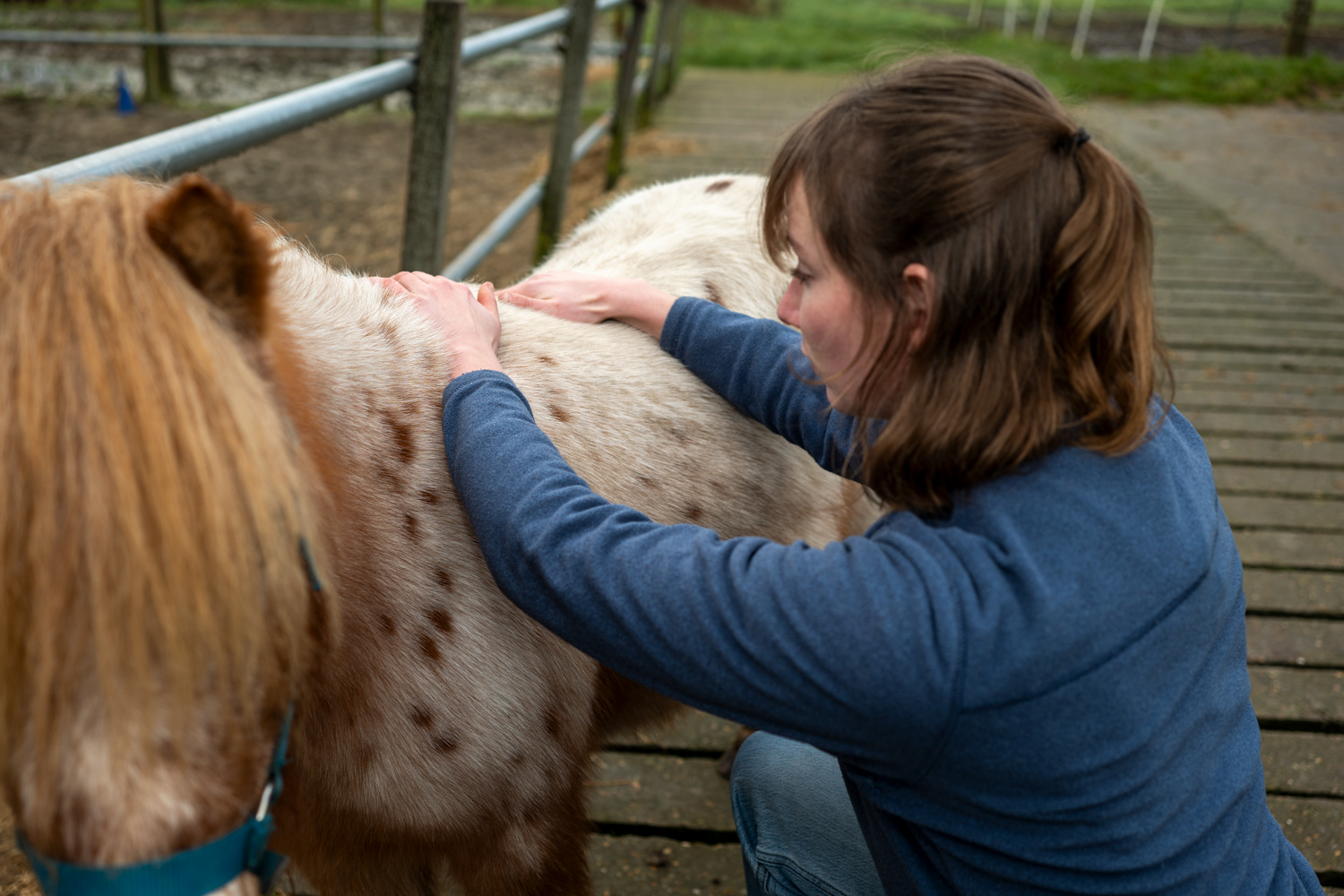 massage bevordert de beweeglijkheid en souplesse van je paard