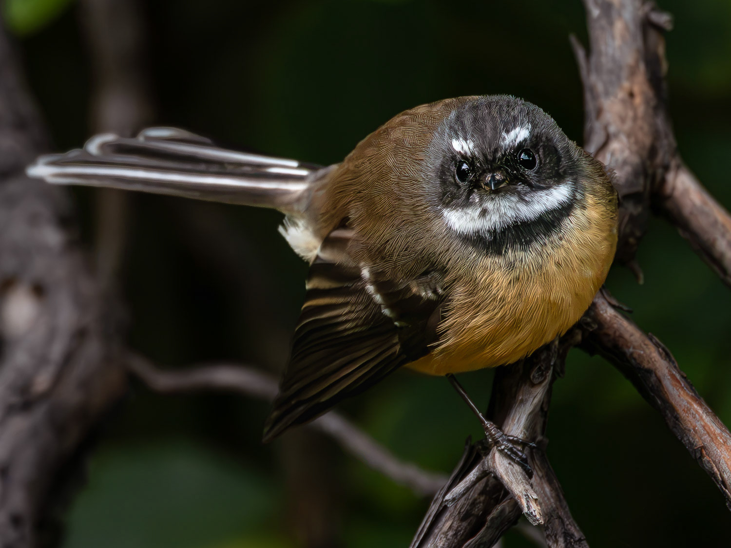 Pīwakawaka | New Zealand fantail