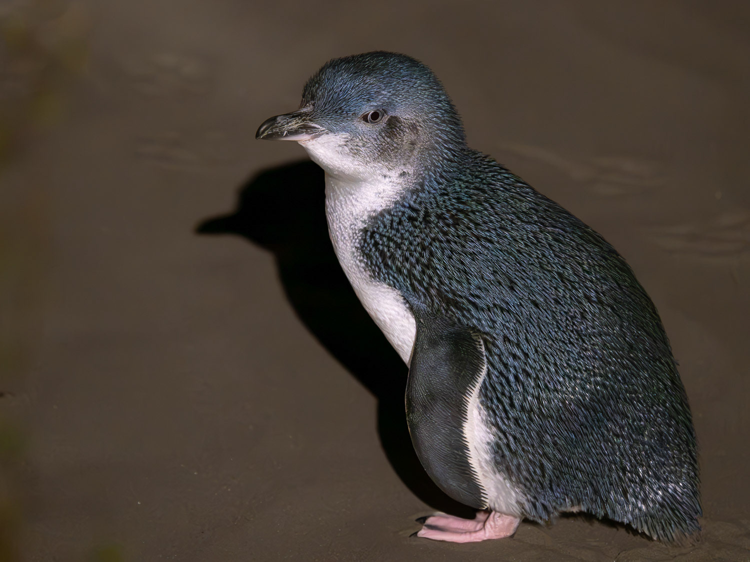 Kororā | Little Blue Penguin | Little Penguin