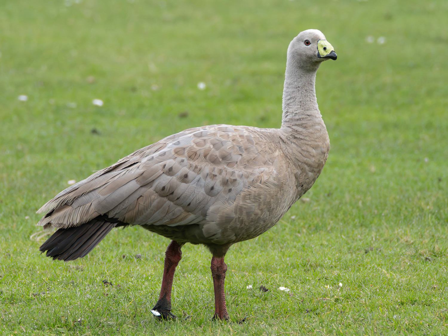 Cape Barren Goose