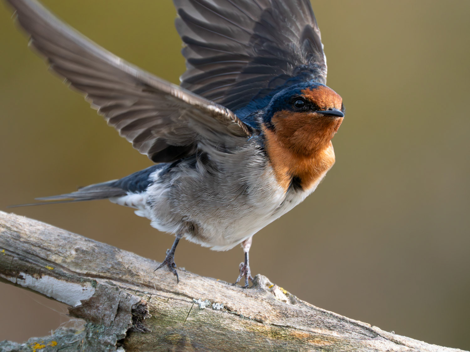 Warou | Welcome swallow