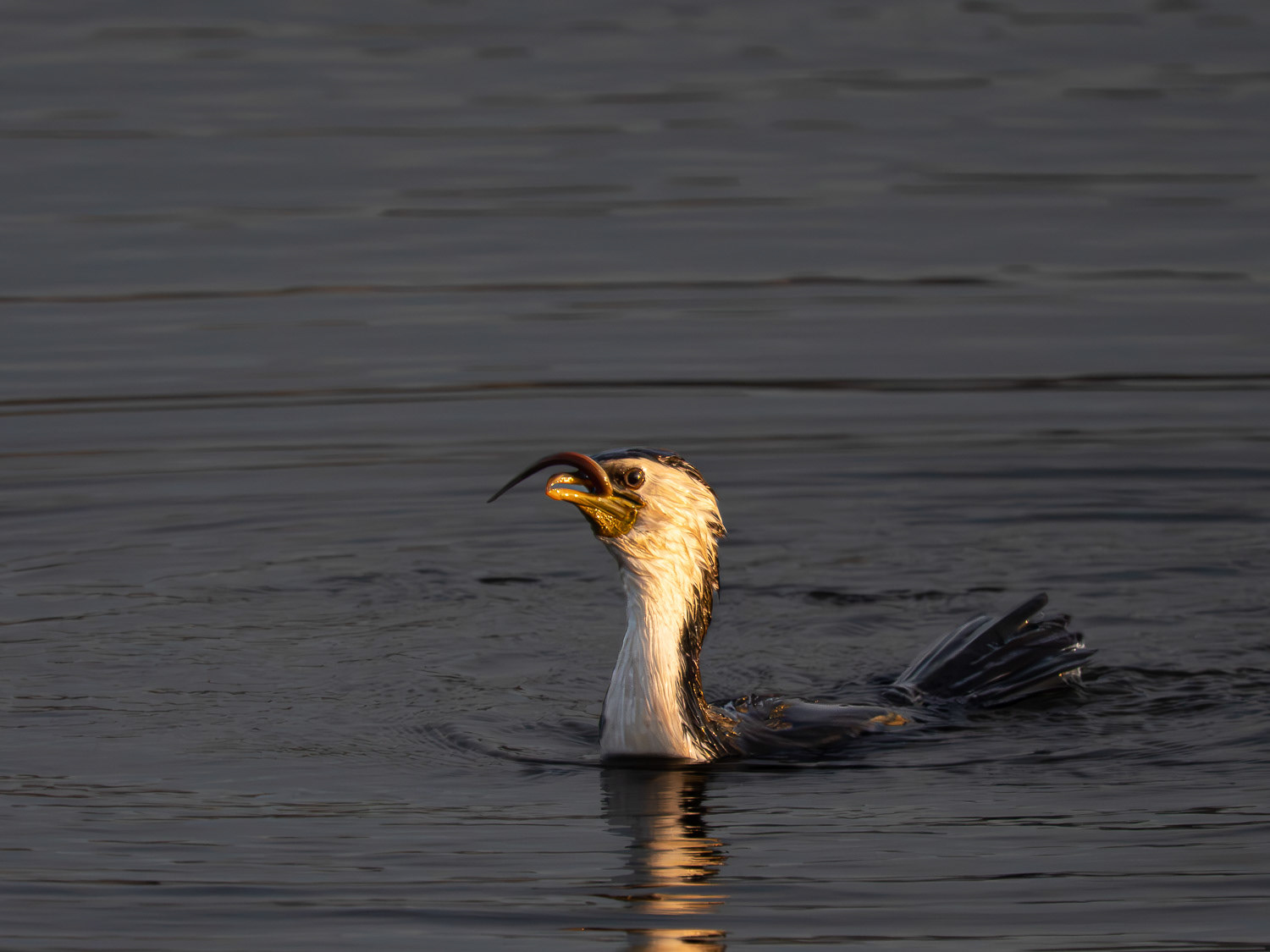 Kawaupaka | Little Shag