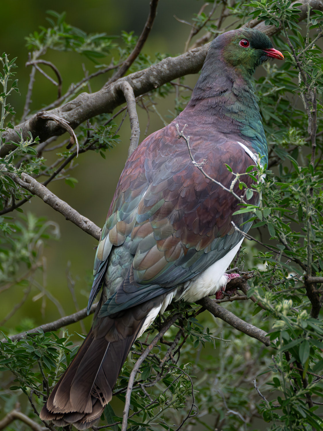 Kererū | New Zealand pigeon