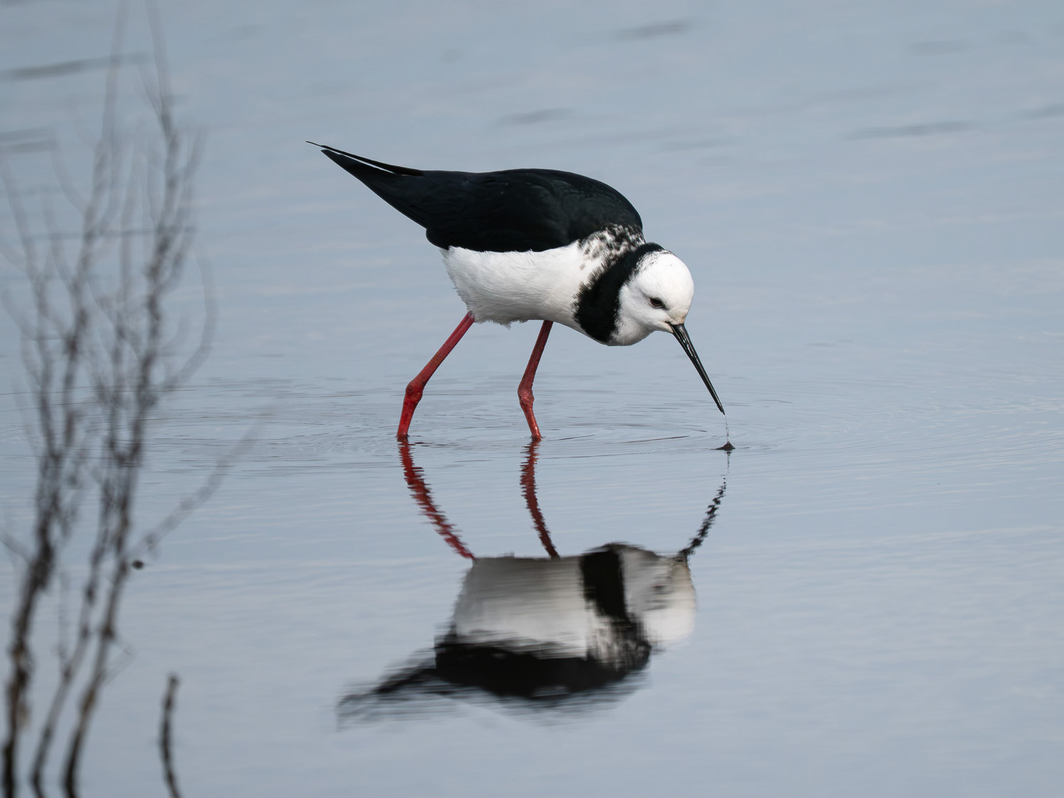 Poaka | Pied Stilt