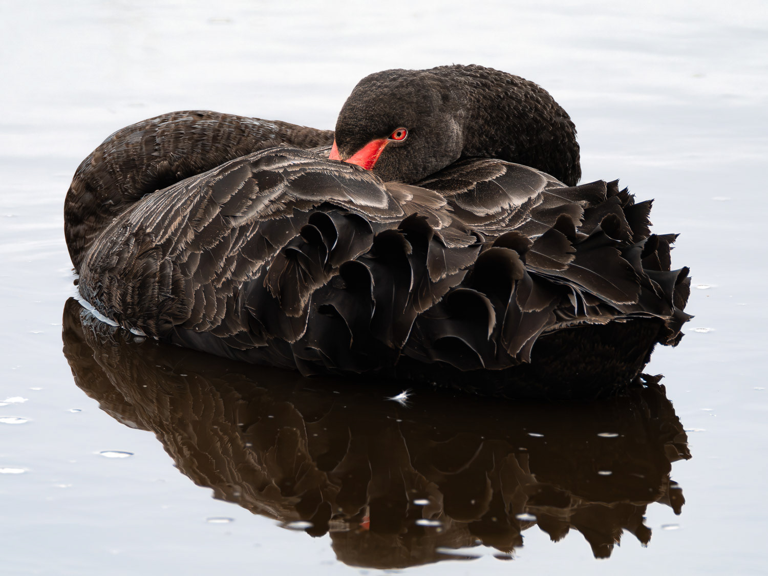 Kakīānau | Black Swan