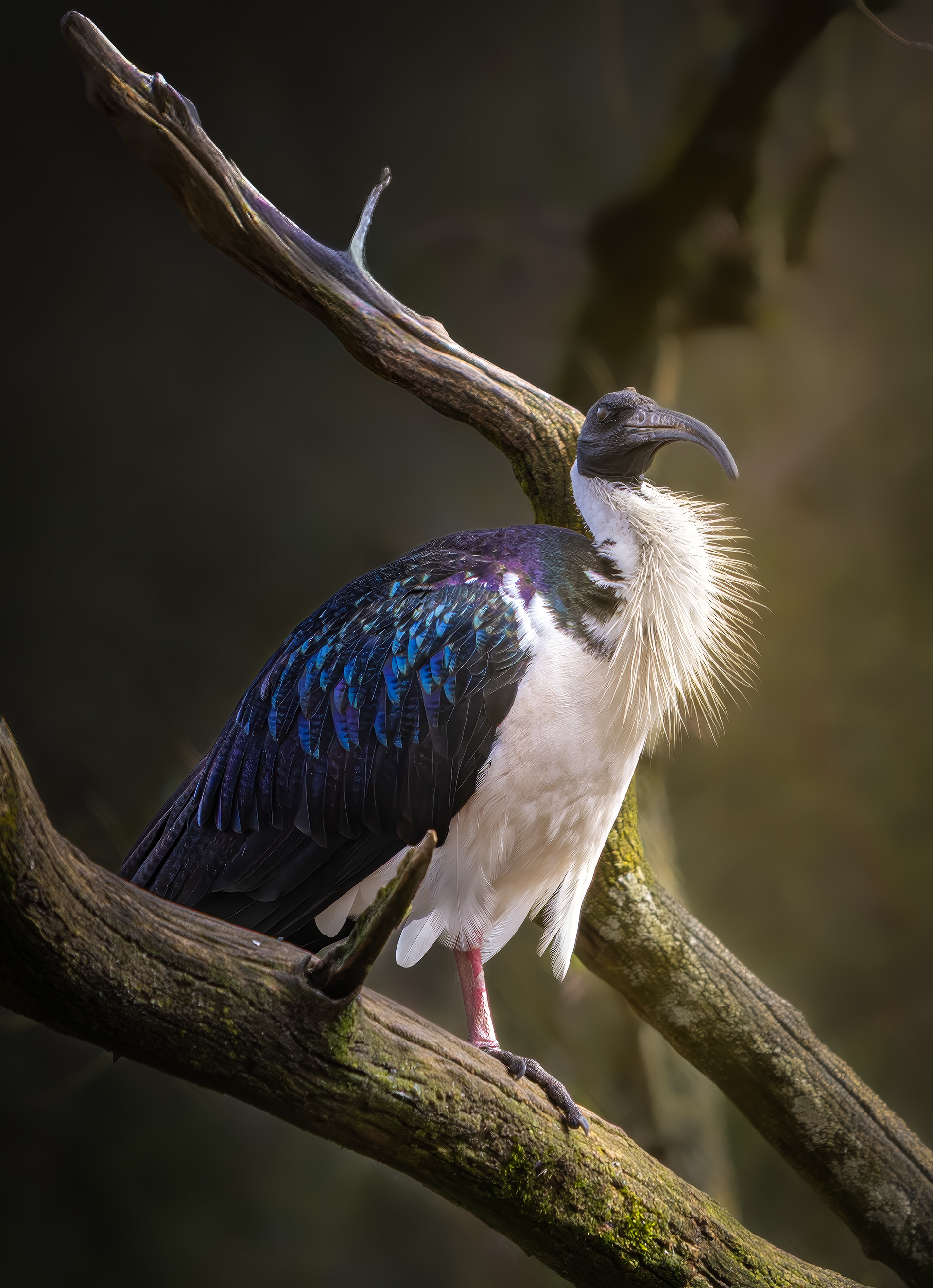 Madagascar Heilige Ibis