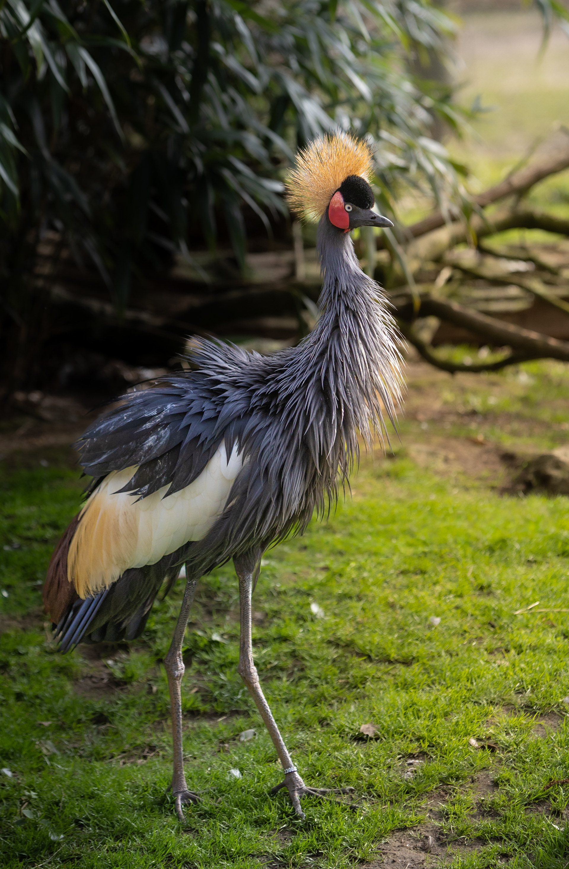 Kroonkraanvogel