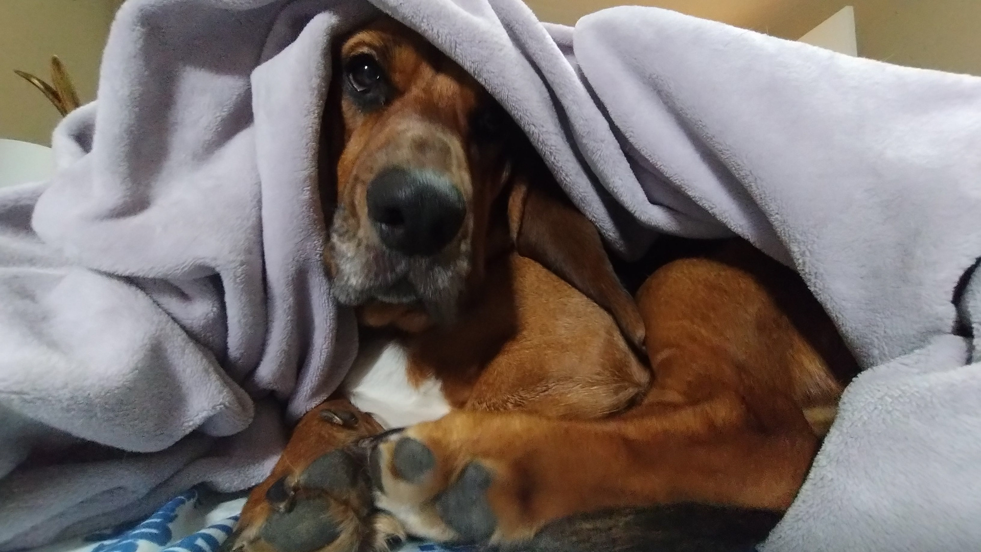 Tulli - Head of (Sleep) Maintenance