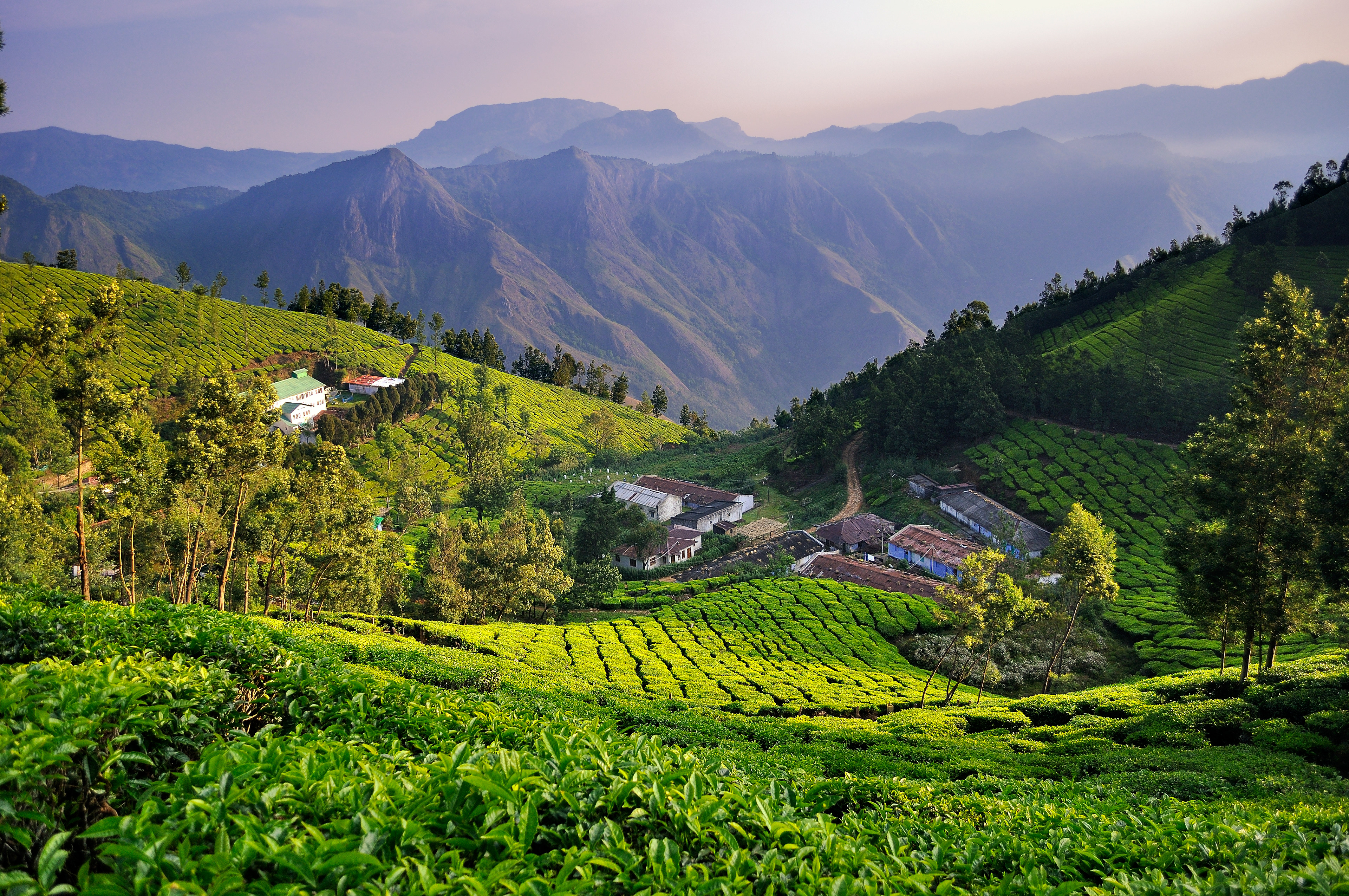 Lush green tea plantations rolling endlessly across the hills of Munnar, framed by the misty Western Ghats in the background