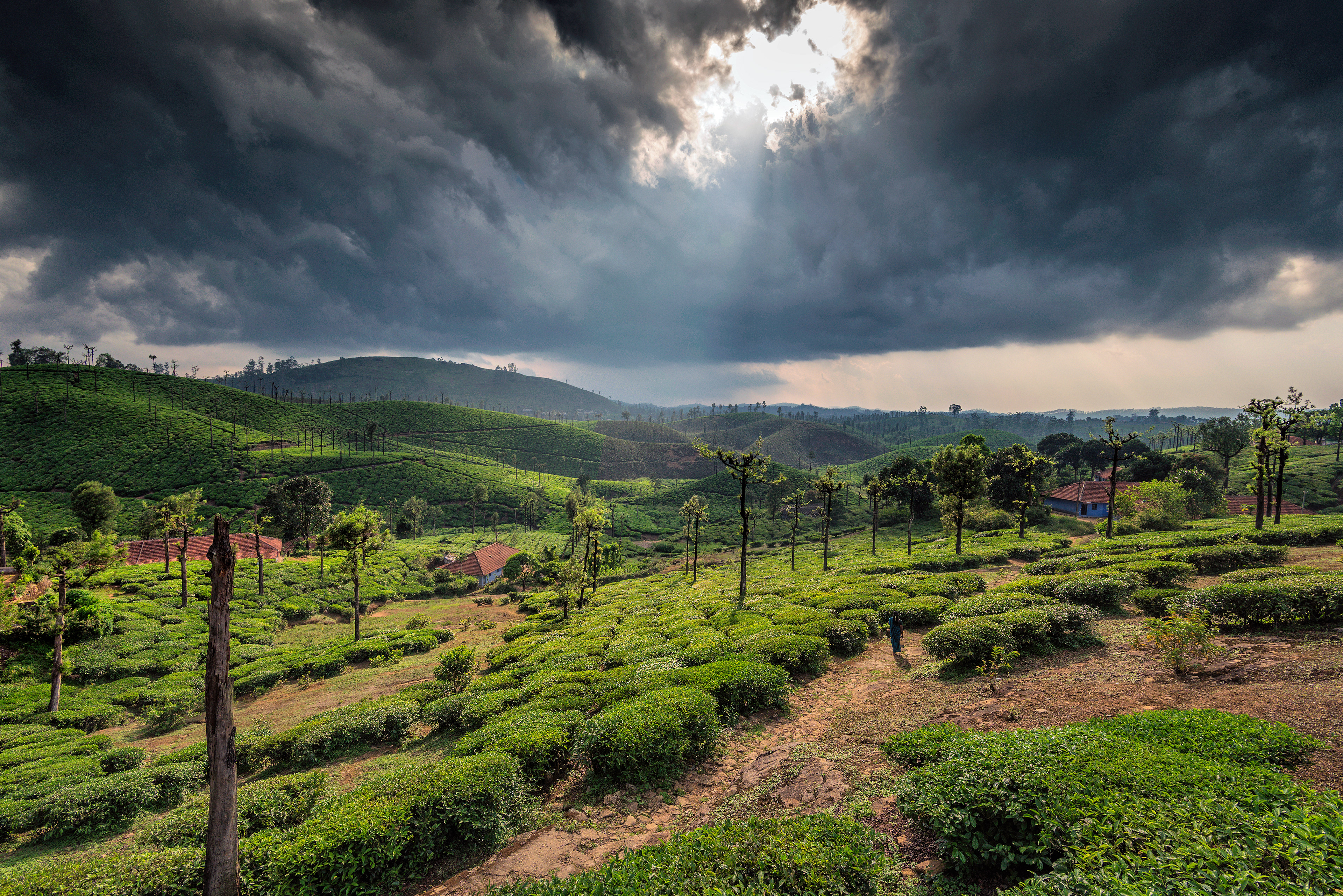 Dramatic storm clouds gather over lush, rolling tea plantations in Valparai, pierced by a single shaft of sunlight.