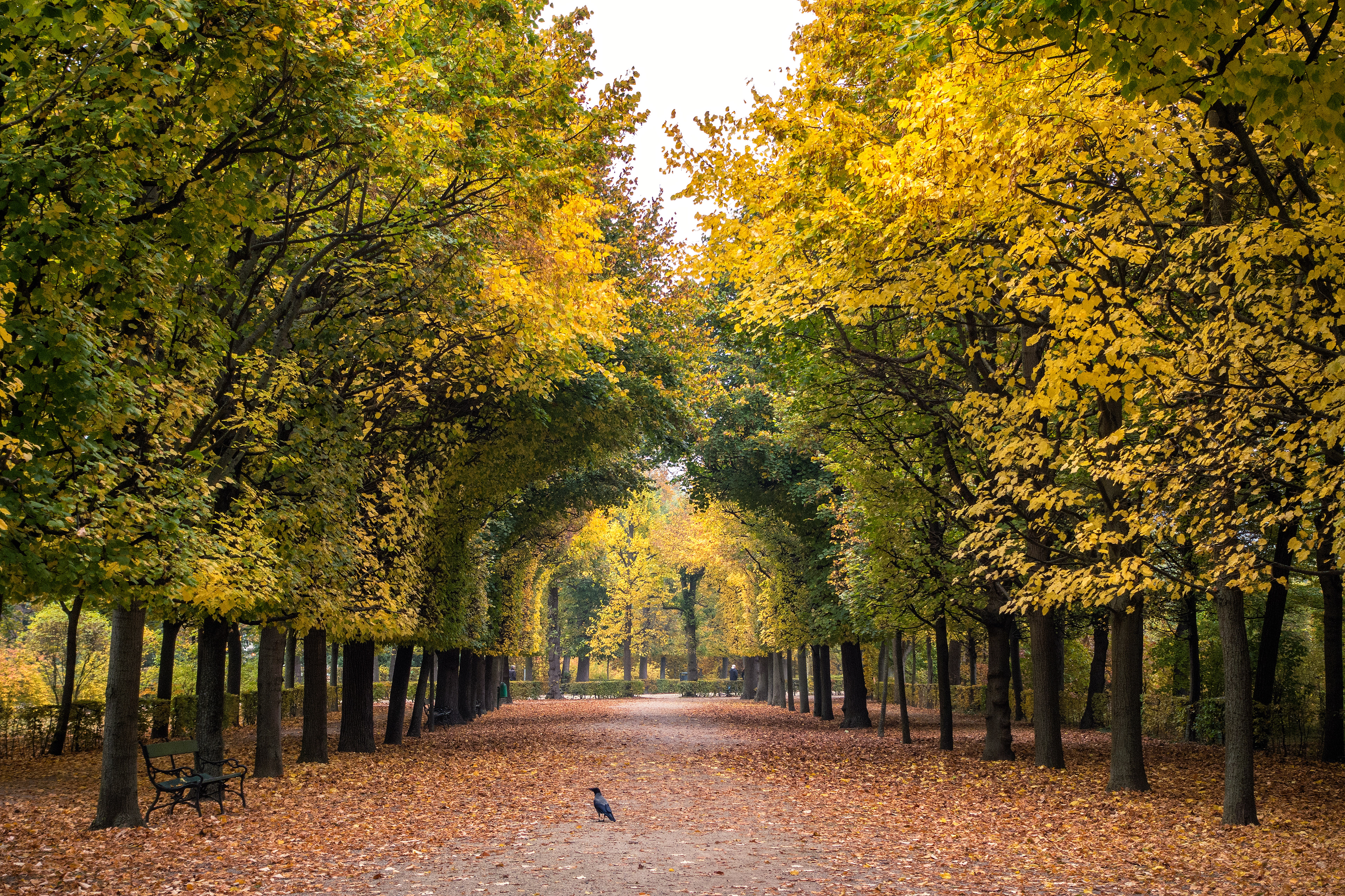 A golden tunnel of autumn leaves in the perfectly manicured gardens of Schönbrunn Palace