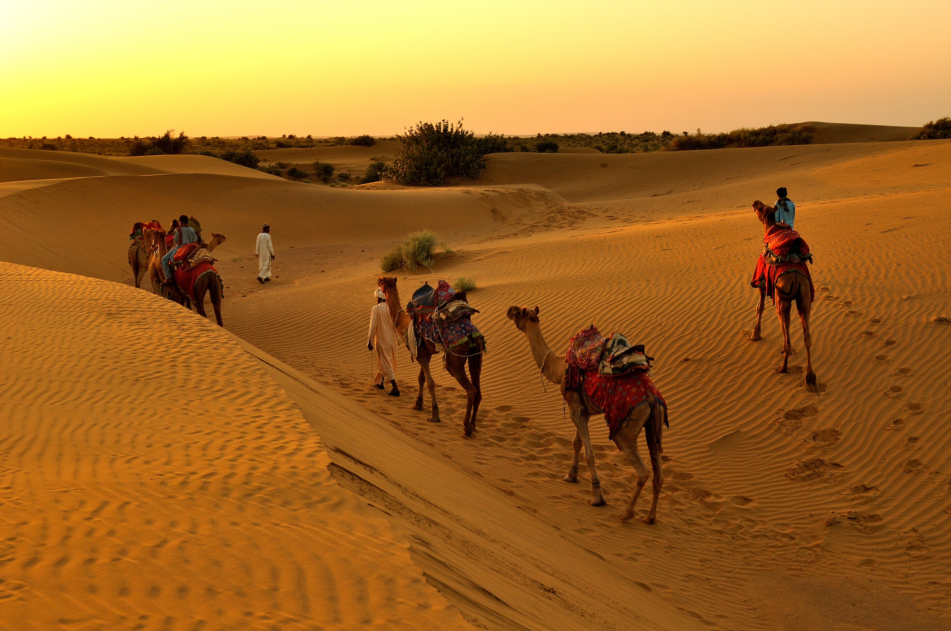 Tourists ride on camels across the golden sands of the Thar Desert near Jaisalmer as the sun begins to set
