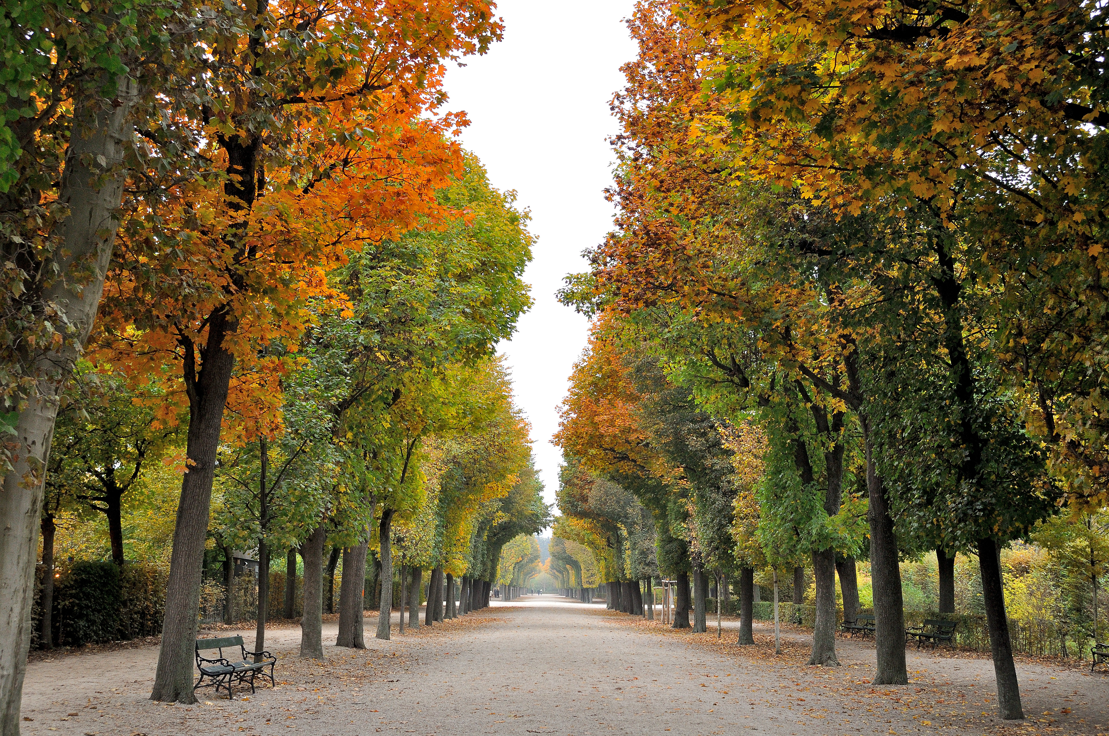 Autumn colors line the manicured avenues of the Schönbrunn Palace gardens, creating a tunnel of golden foliage."