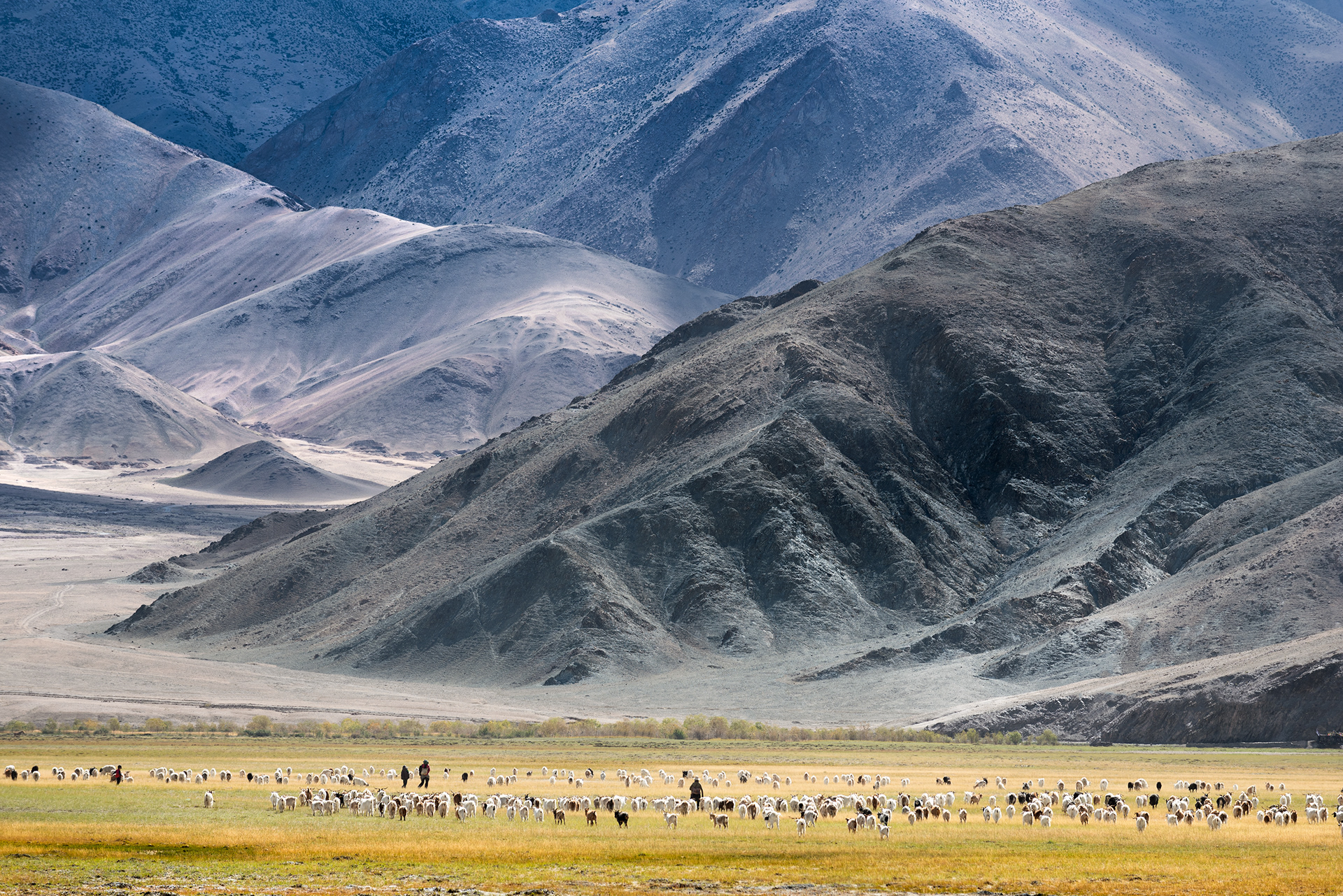 A herd of sheep grazing on the vast, high-altitude plains of the Changthang Plateau, framed by textured mountain slopes