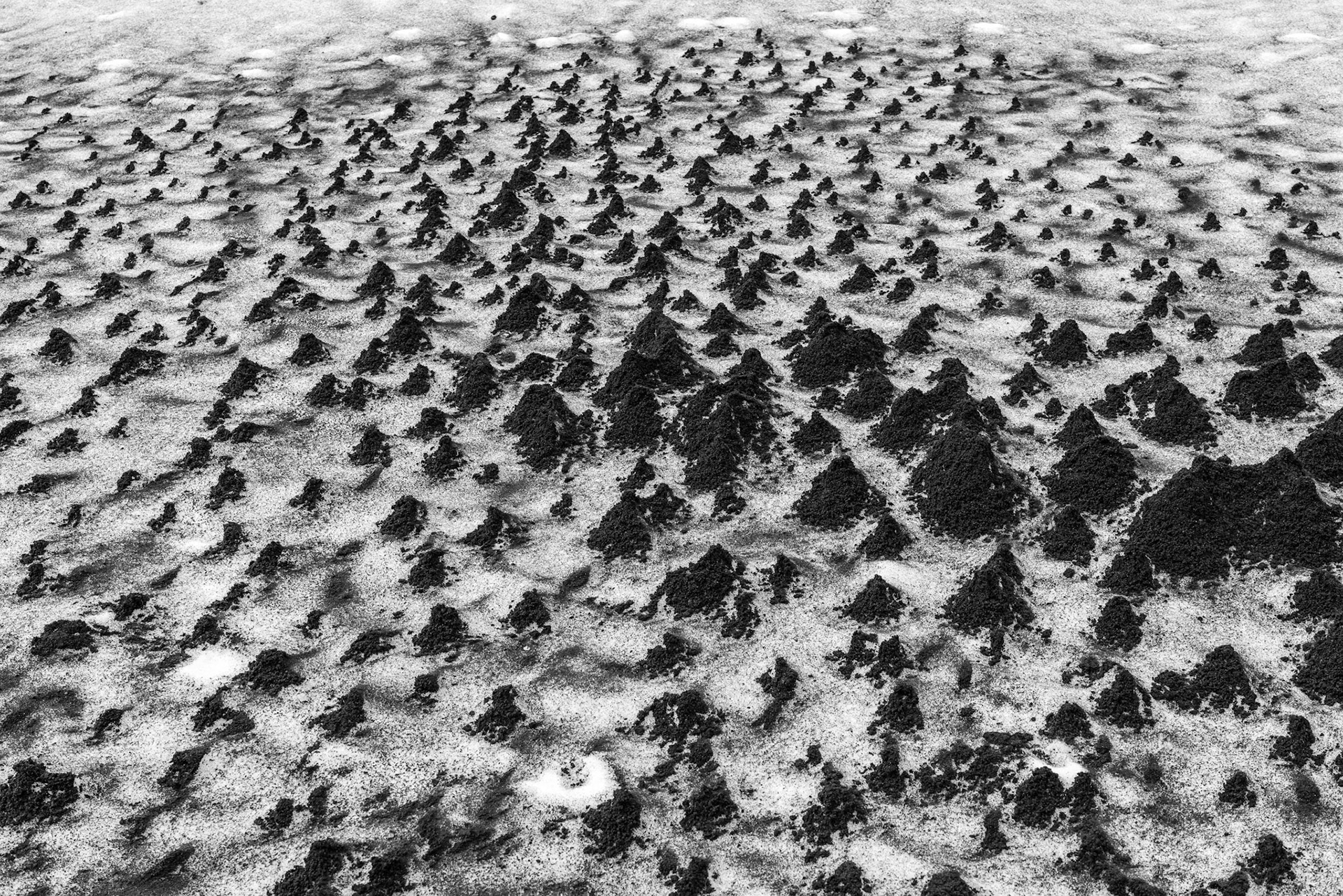 Simpatici pattern lavici