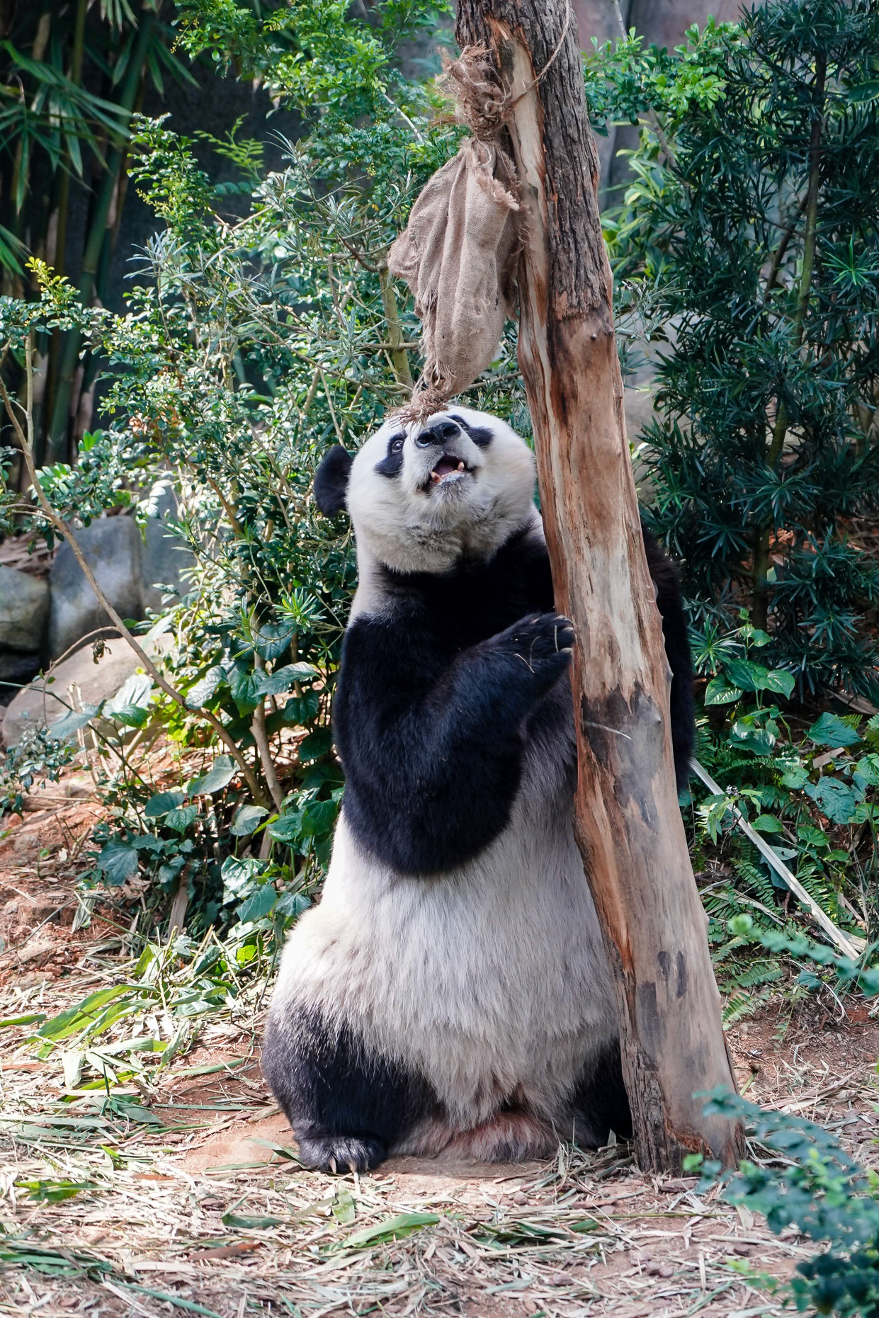 Panda at the Wildlife Reserves Singapore- Wild Safari Exhibit.