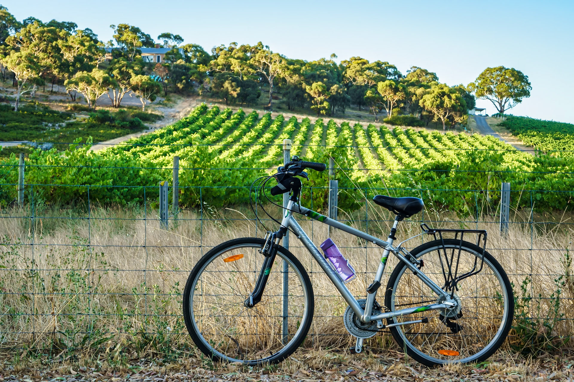 The new bicycle trail connects McLaren Vale to McLaren Flat. It winds through vineyards and bushland and extends the popular Shiraz Trail.