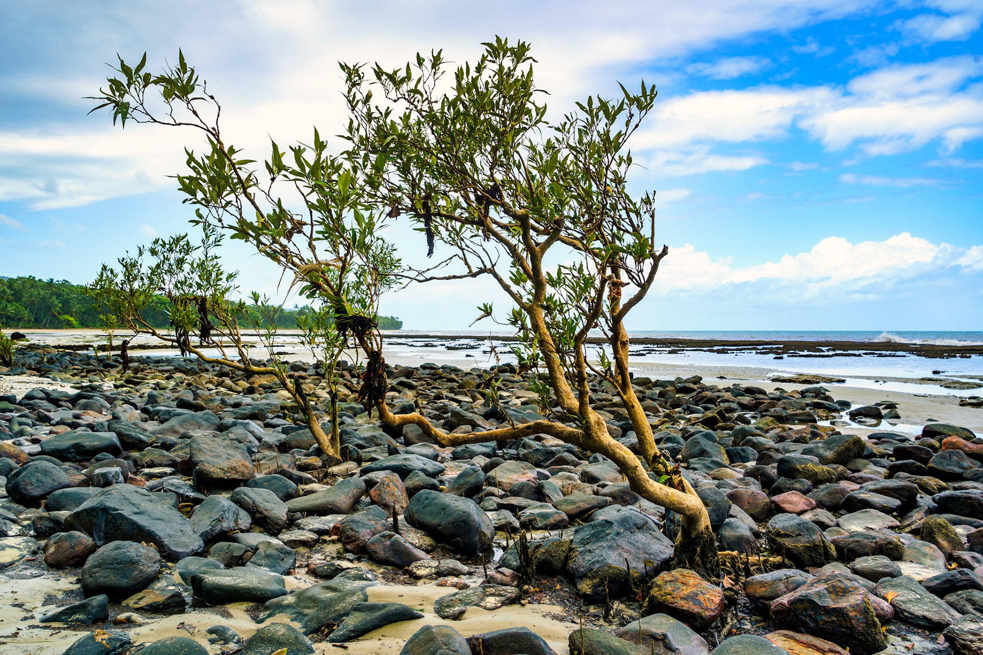 We usually associate the Daintree with rainforest, but head down to the beach and the shoreline to explore the mangroves and the unique vegetation.