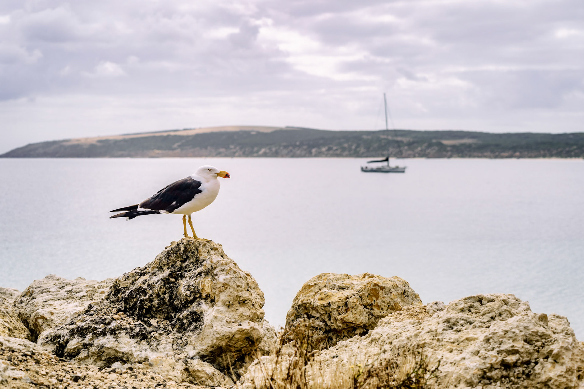 The Pacific gull is a very large gull, native to the coasts of Australia.