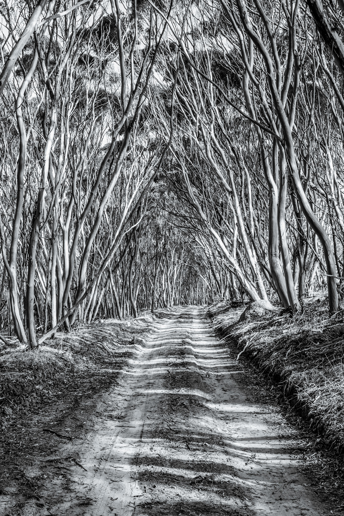 This throughfare looks almost spooky as it winds through the thick forest of gum trees.