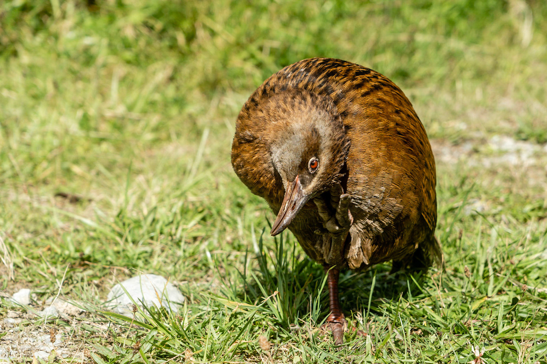 The Weka is a flightless bird in New Zealand. It is abour the size of a domestic chicken.